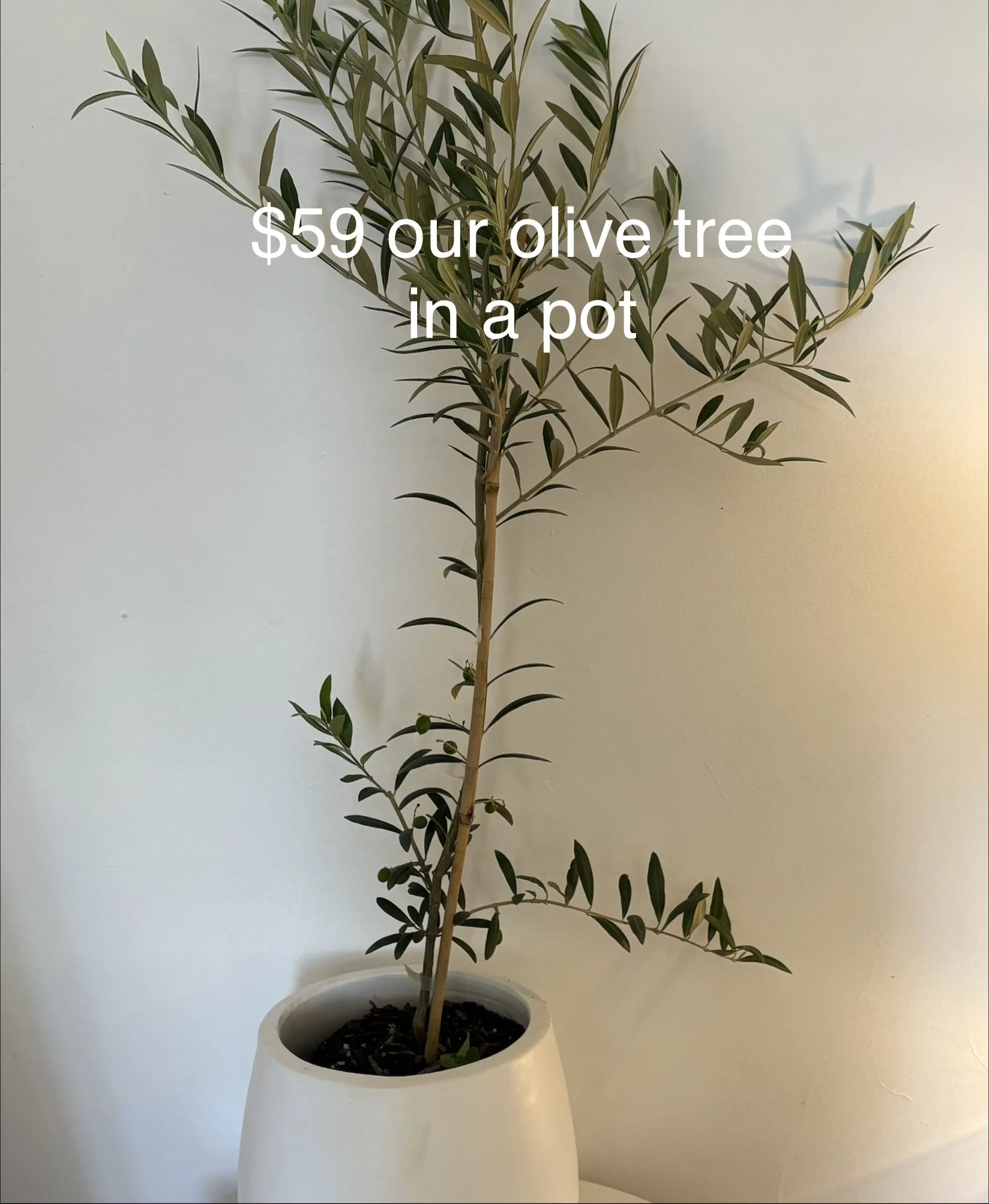 OLIVE TREE IN A POT