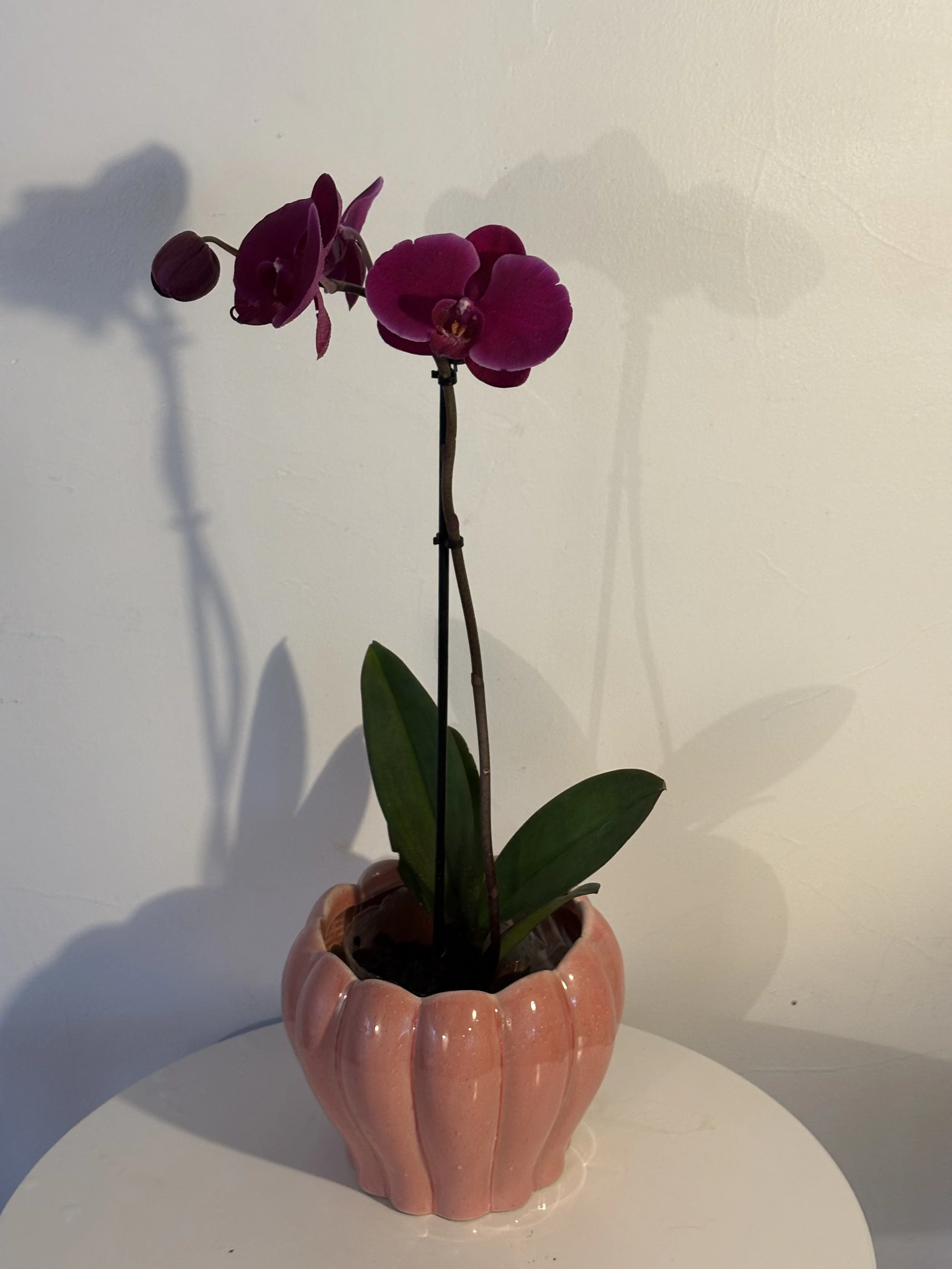 ORCHID IN A POT