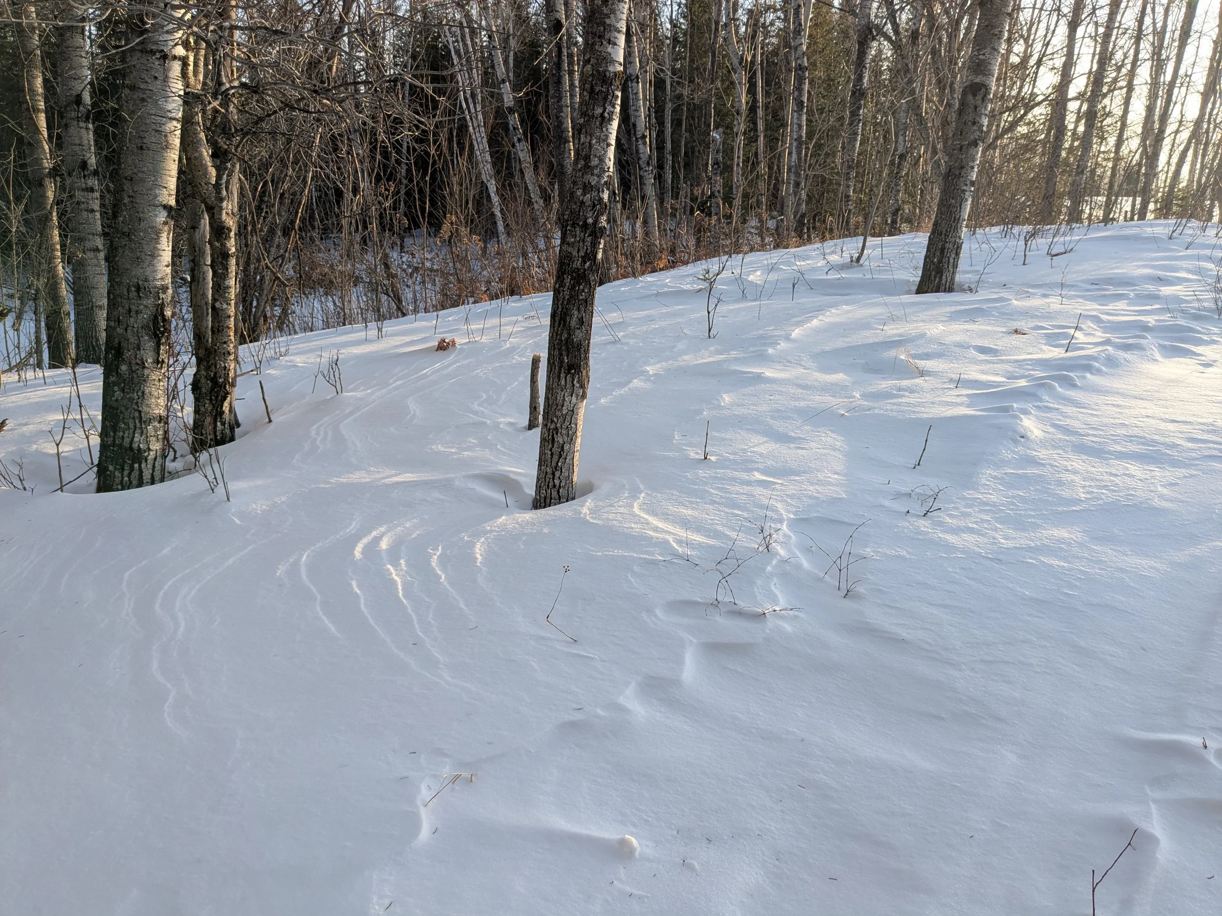 Yalena Meets the Forest Vidma