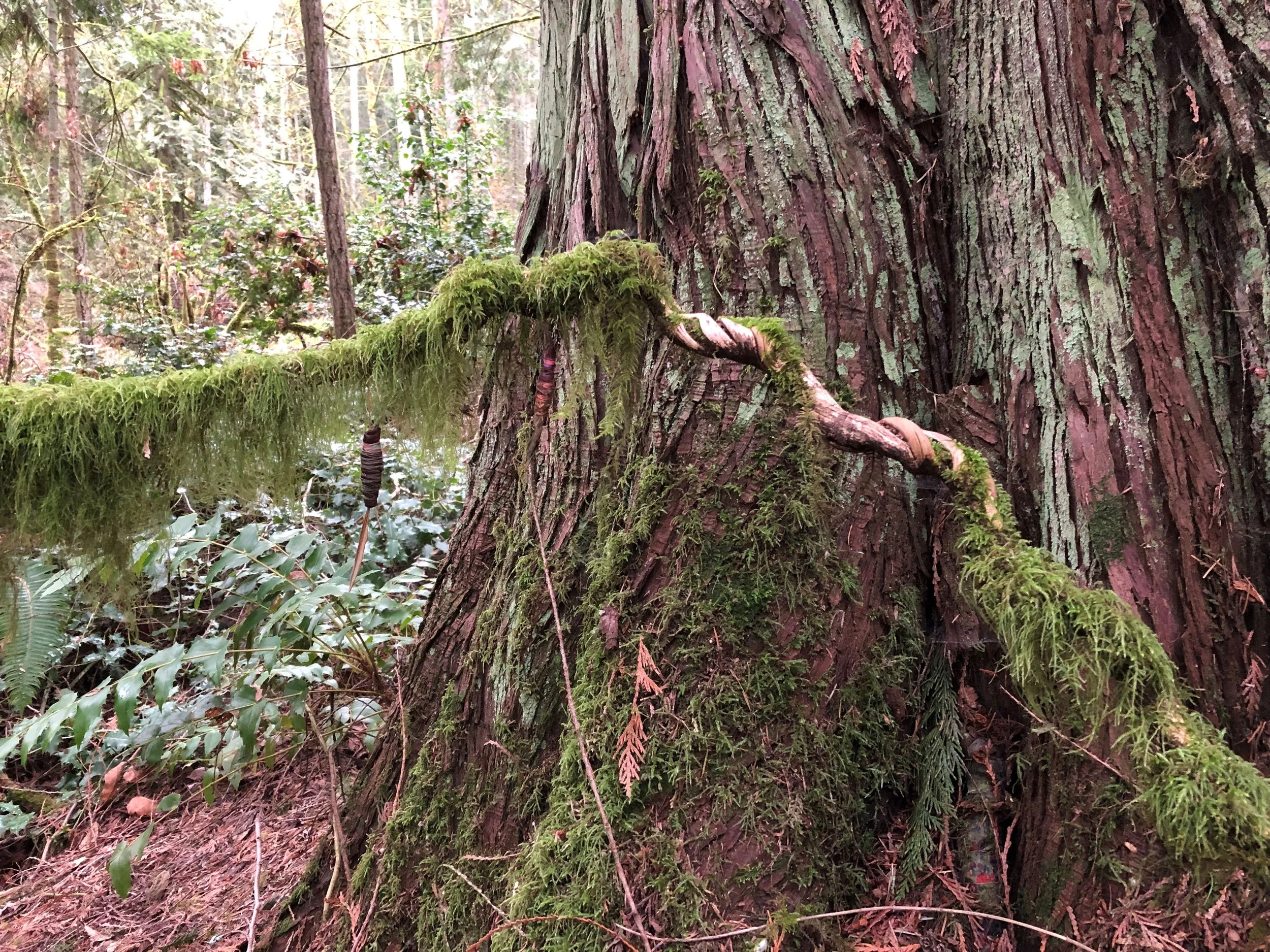 Yalena and Twisting the Fates