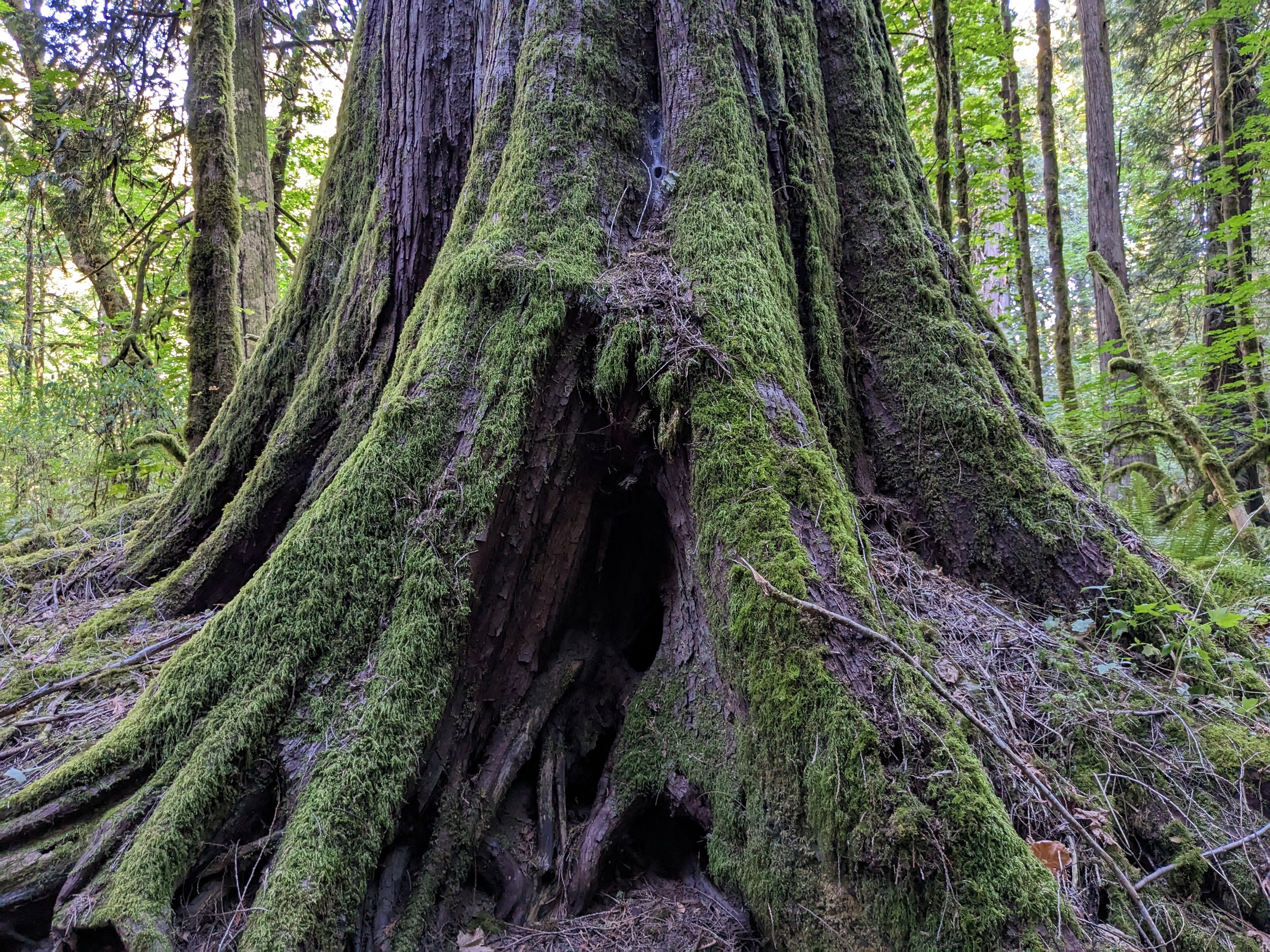 Tsatlip territory, base of Red Cedar.