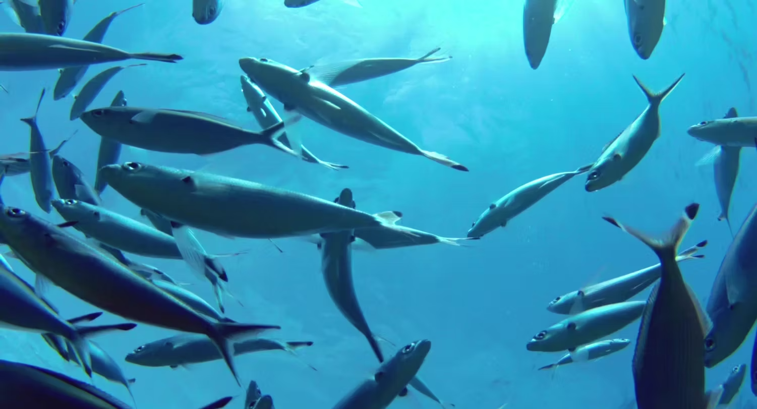 Atlantic Fish Co. - Seafood for the 21st Century