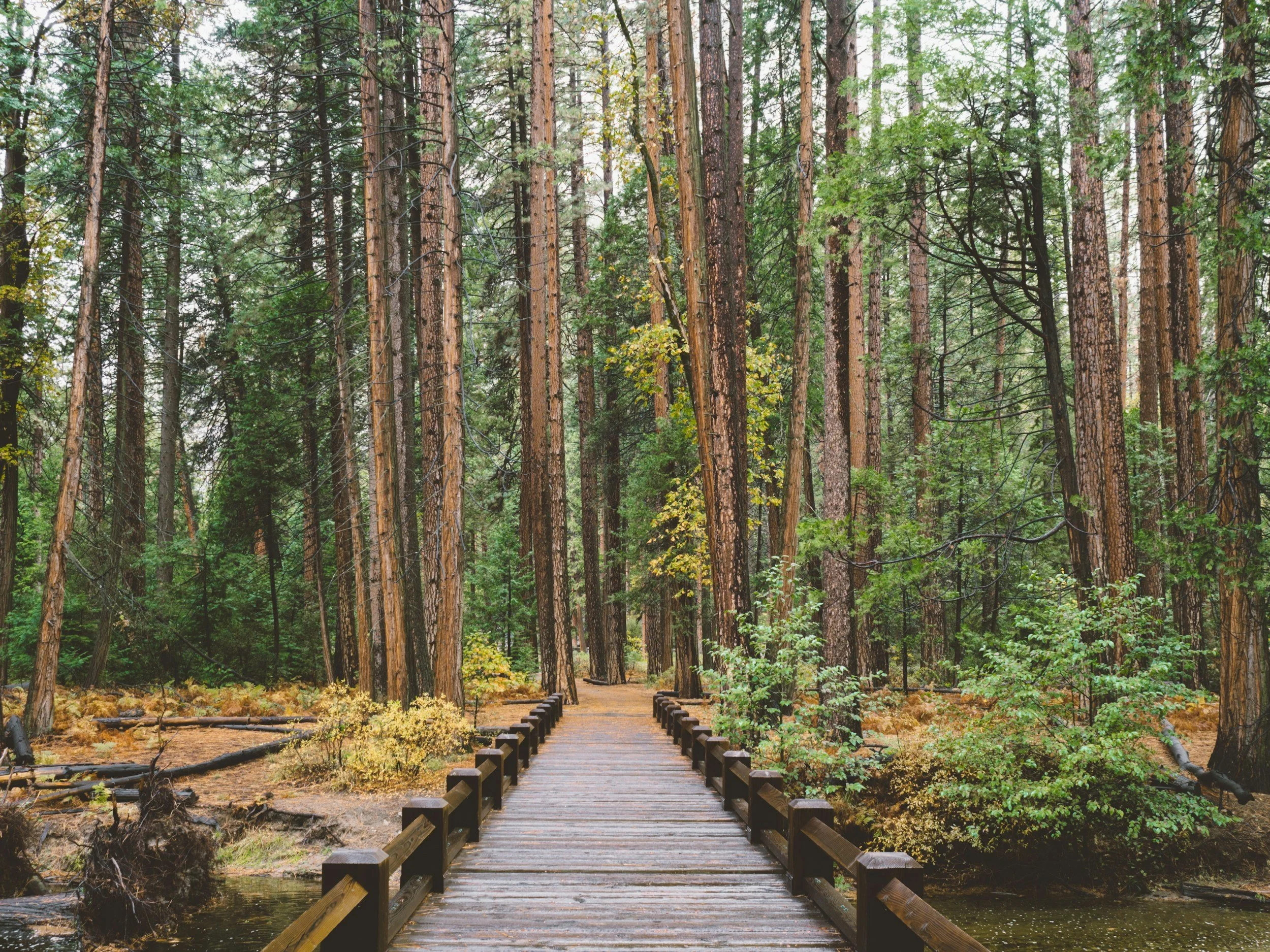Wooden bridge over a small creek in a dense forest with tall pine trees and green foliage.