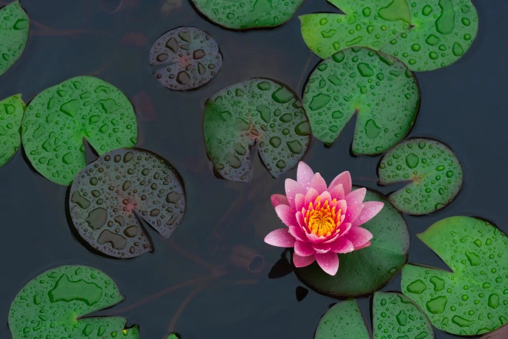 A pink water lily with yellow center blooming among green lily pads with water droplets.