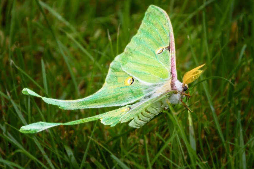 Close-up of a green Luna moth with leaf-like wings resting on grass, with fuzzy yellow antennae.