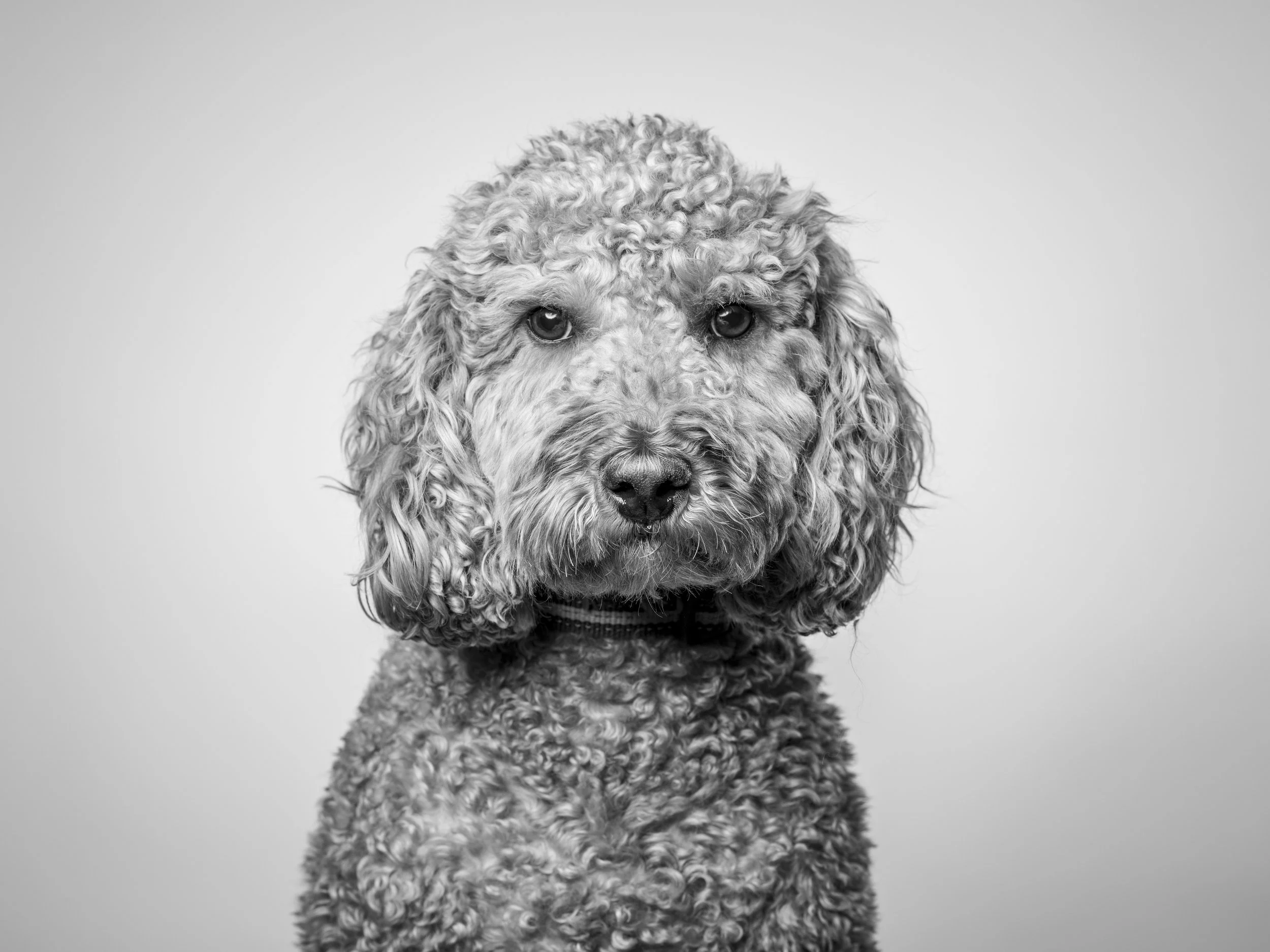 Black and white portrait of a curly-haired dog.