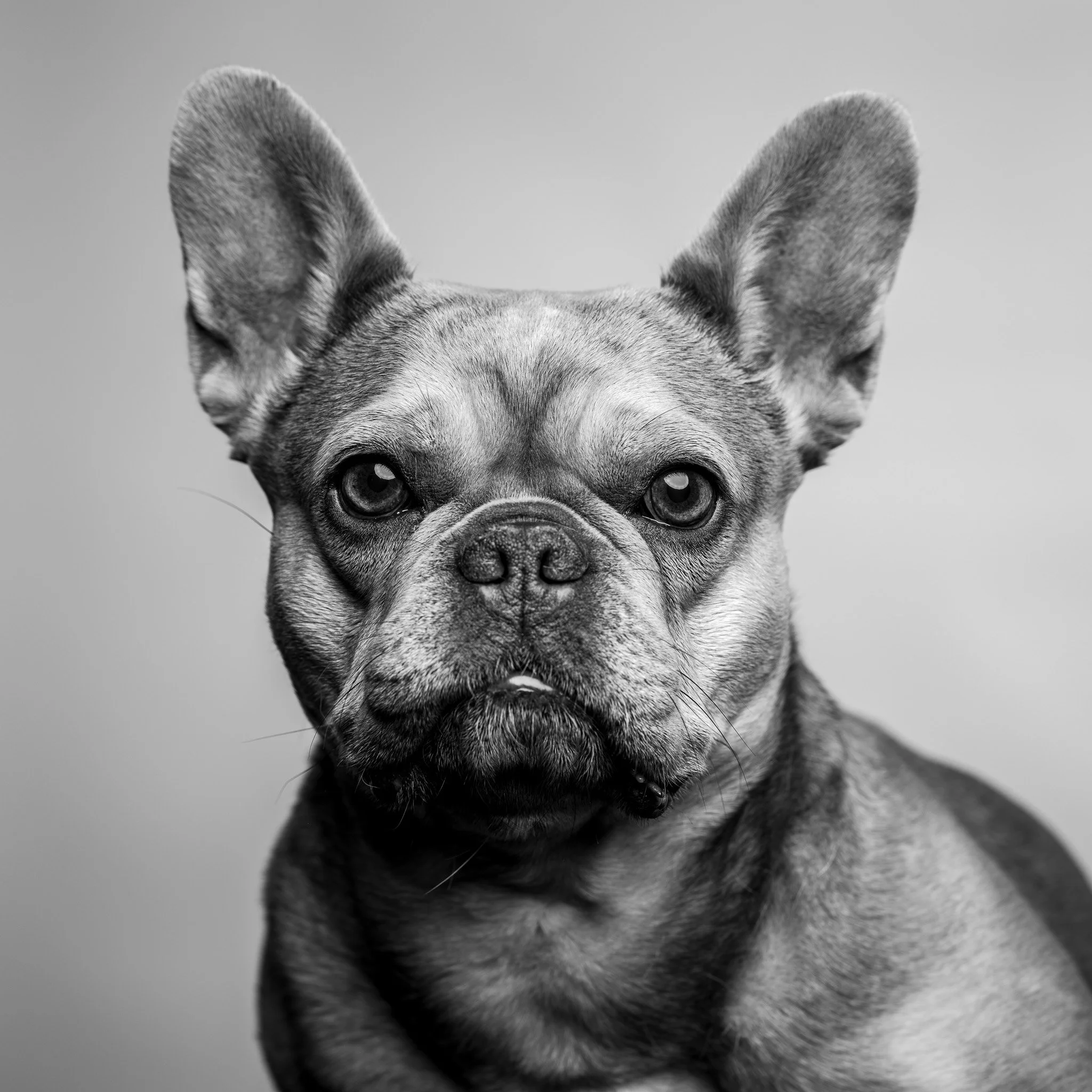 Black and white portrait of a French Bulldog with large ears.