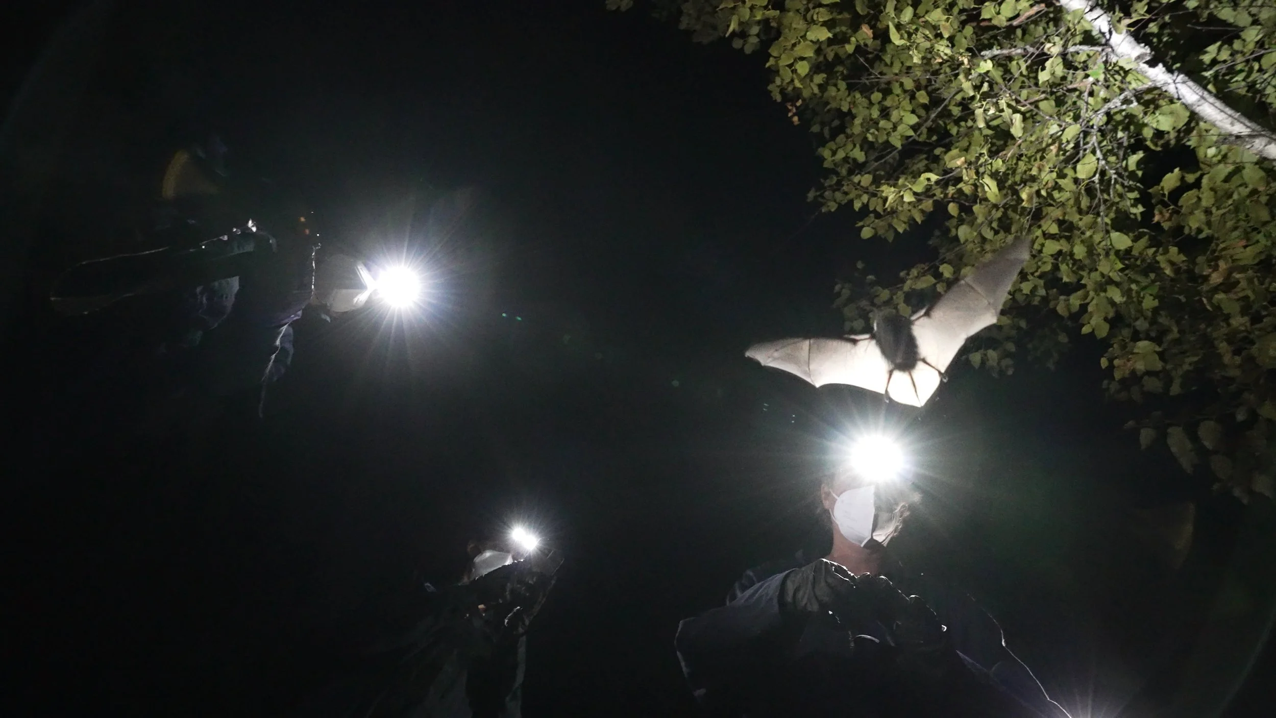 28_BatRelease0.jpg