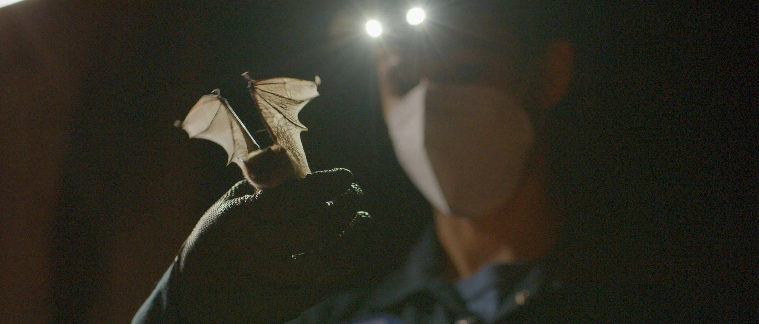 29_BatReadyTo Fly0.jpg