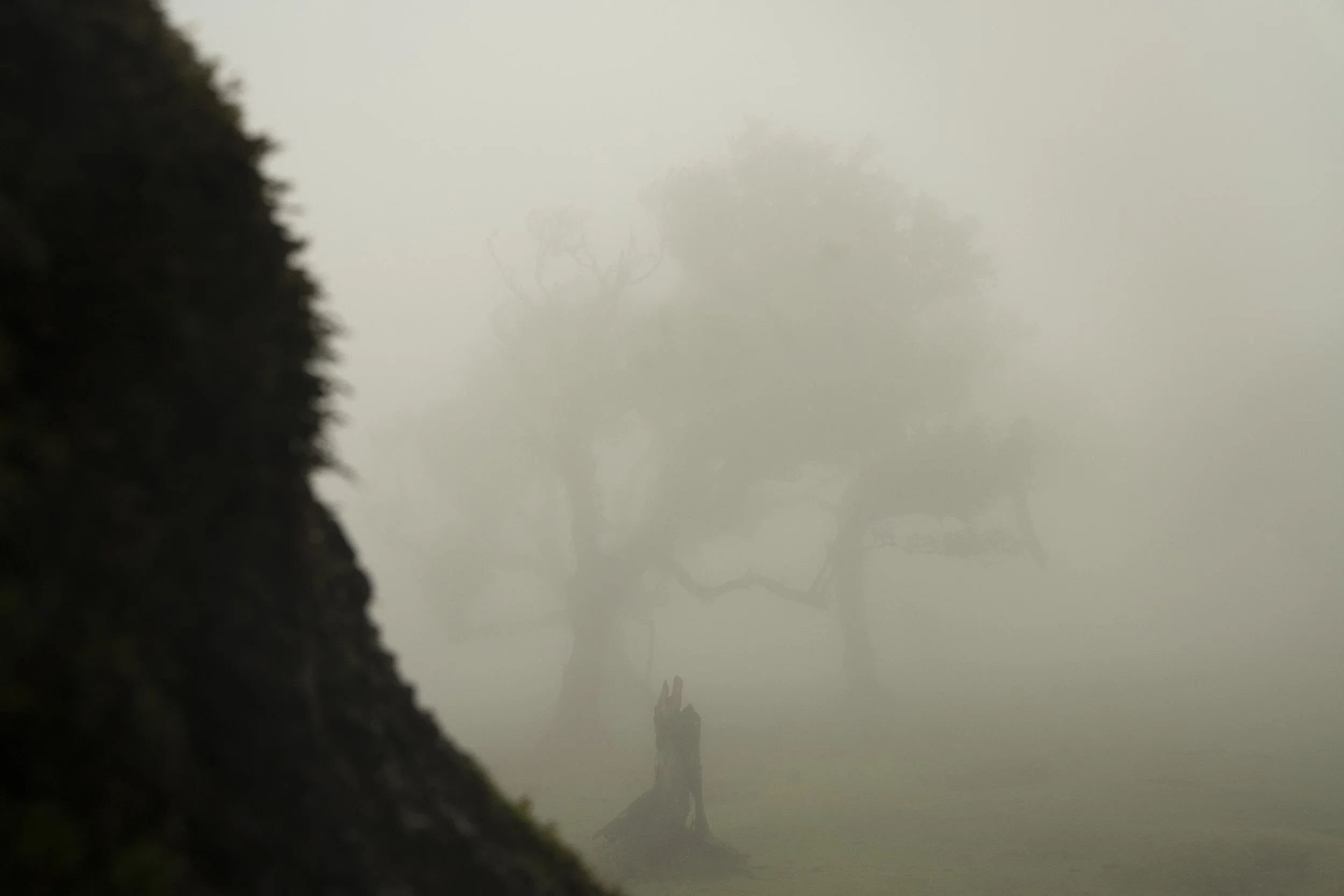 Madeira 2026-79.jpg