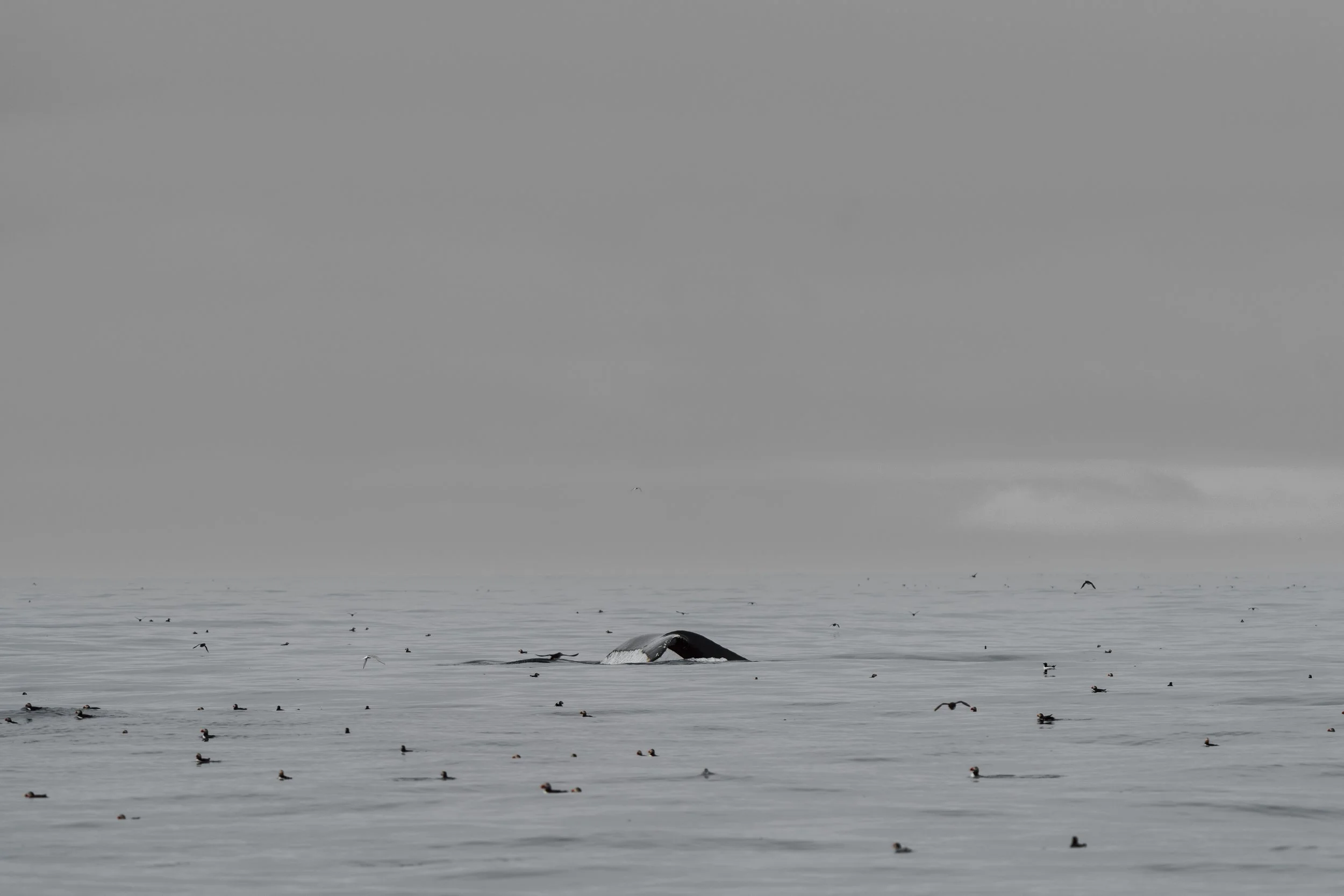 Island 2026-87.jpg