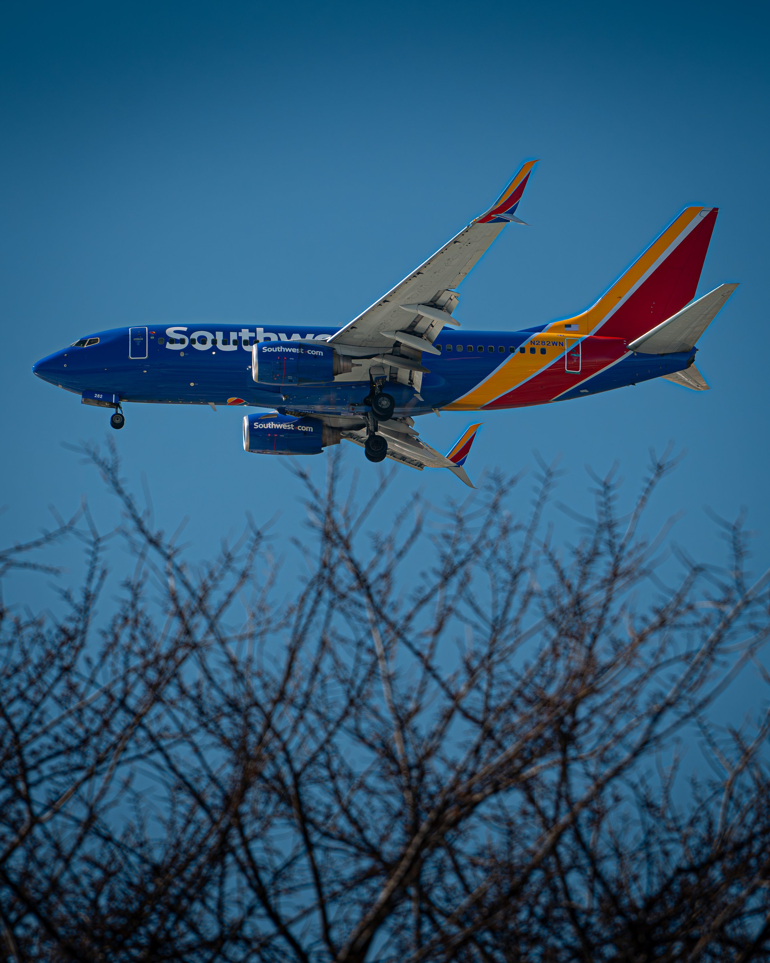 Ein Airbus-Flugzeug der Southwest Airlines fliegt am blauen Himmel, sichtbar durch die Äste eines Baumes im Vordergrund.