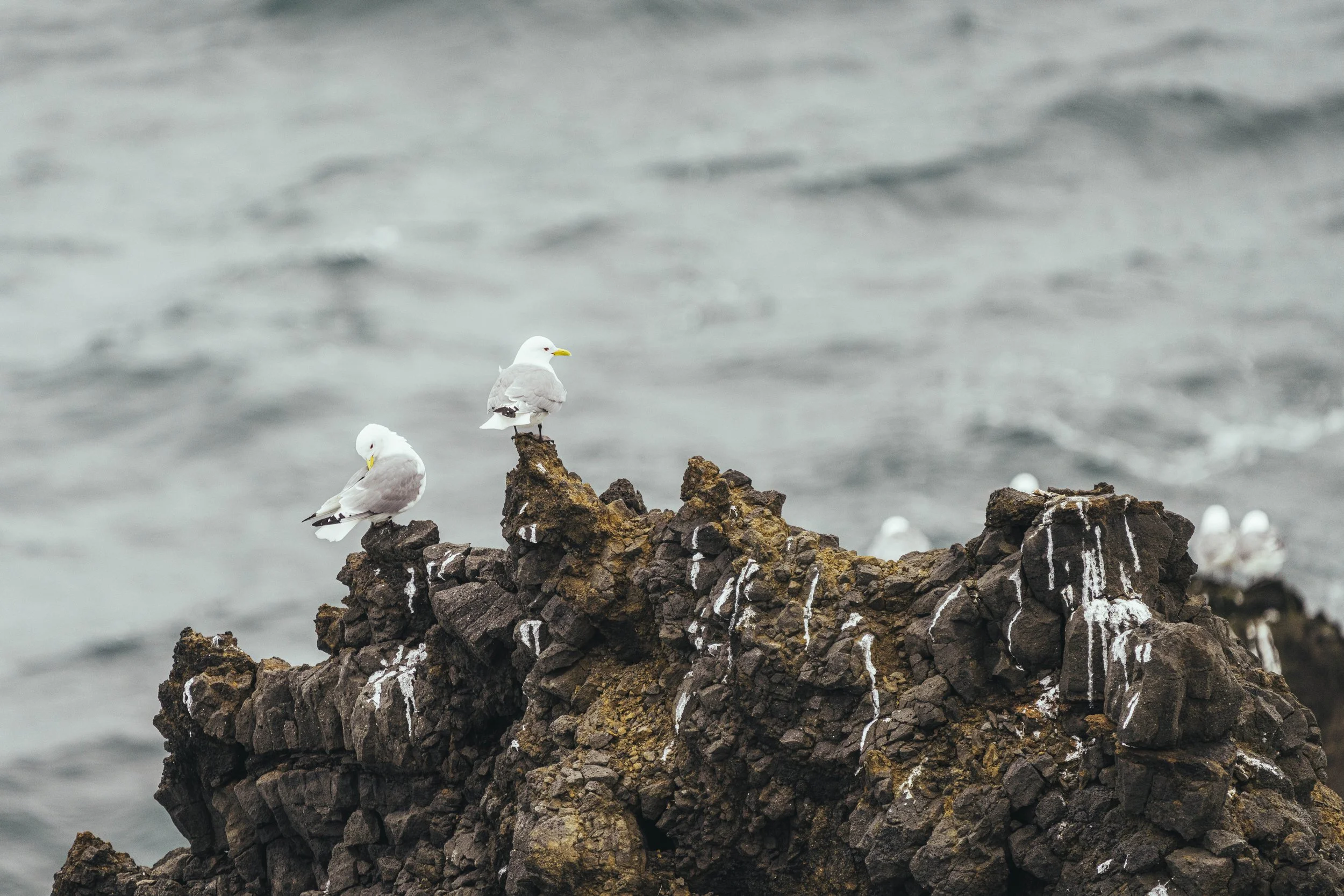Island 2026-7.jpg