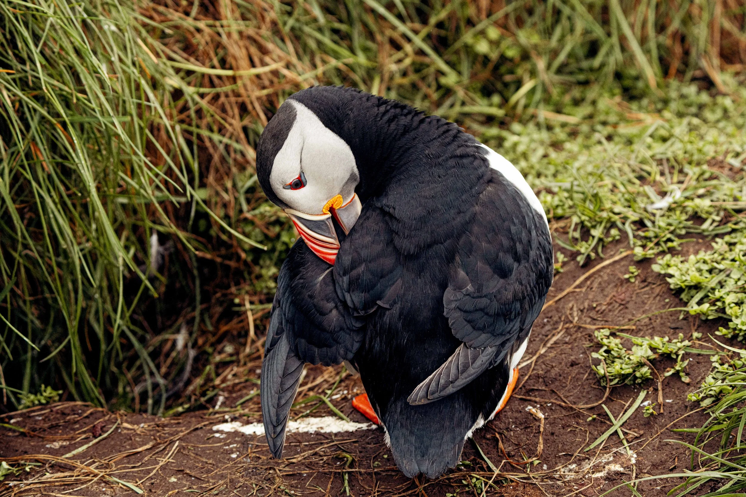 Island 2026-68.jpg