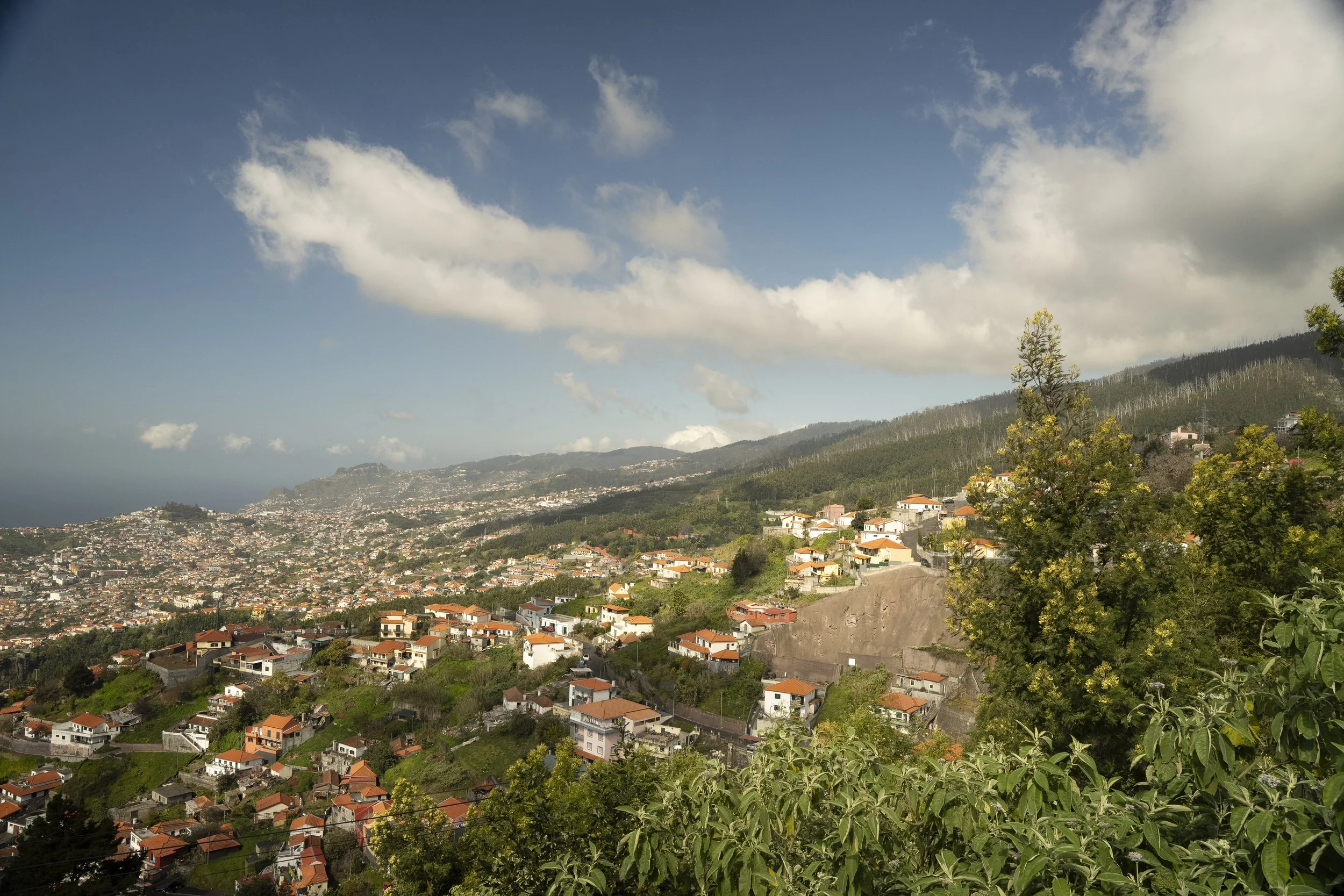 Madeira 2026-22.jpg