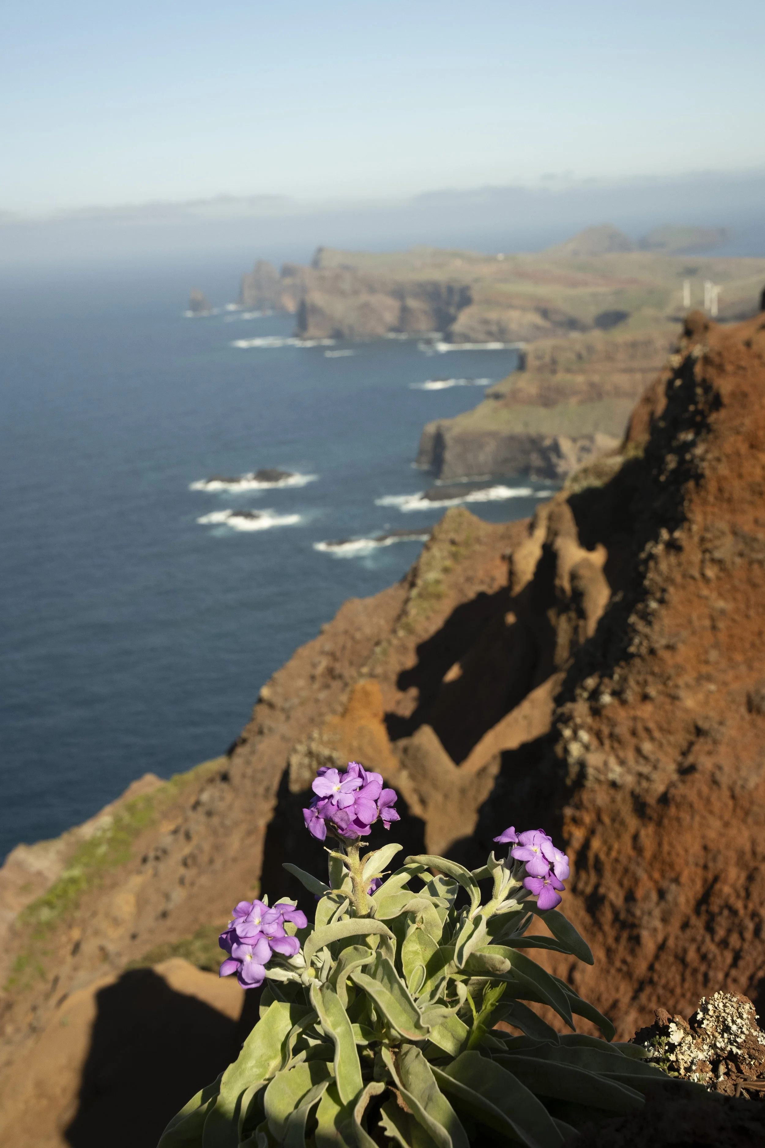 Madeira 2026-99.jpg