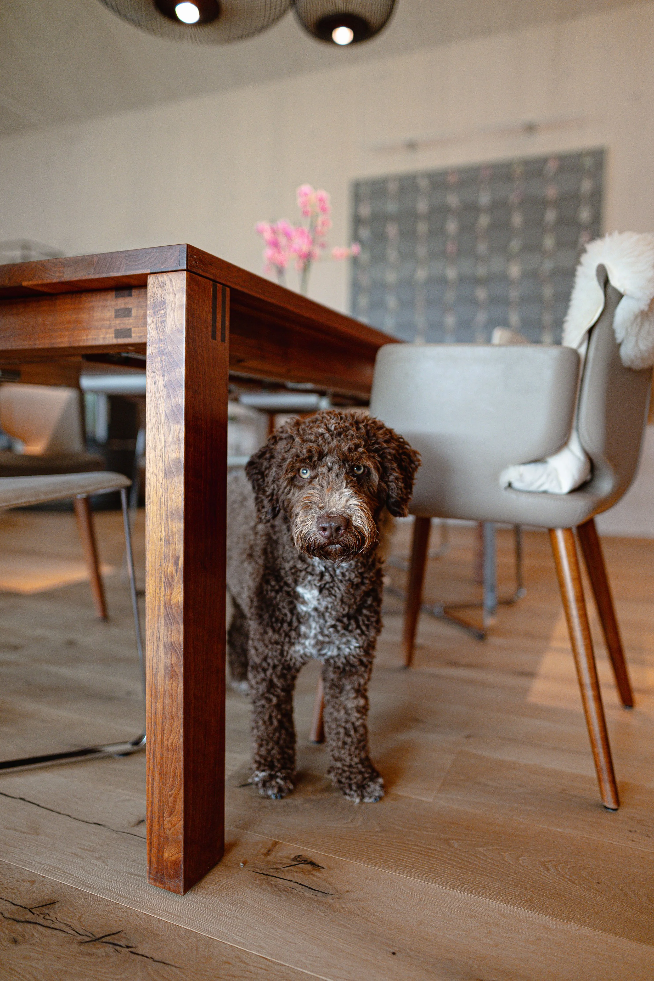 Ein Hund mit braun-weißer, lockiger Fell schaut unter einem Holztisch hervor.