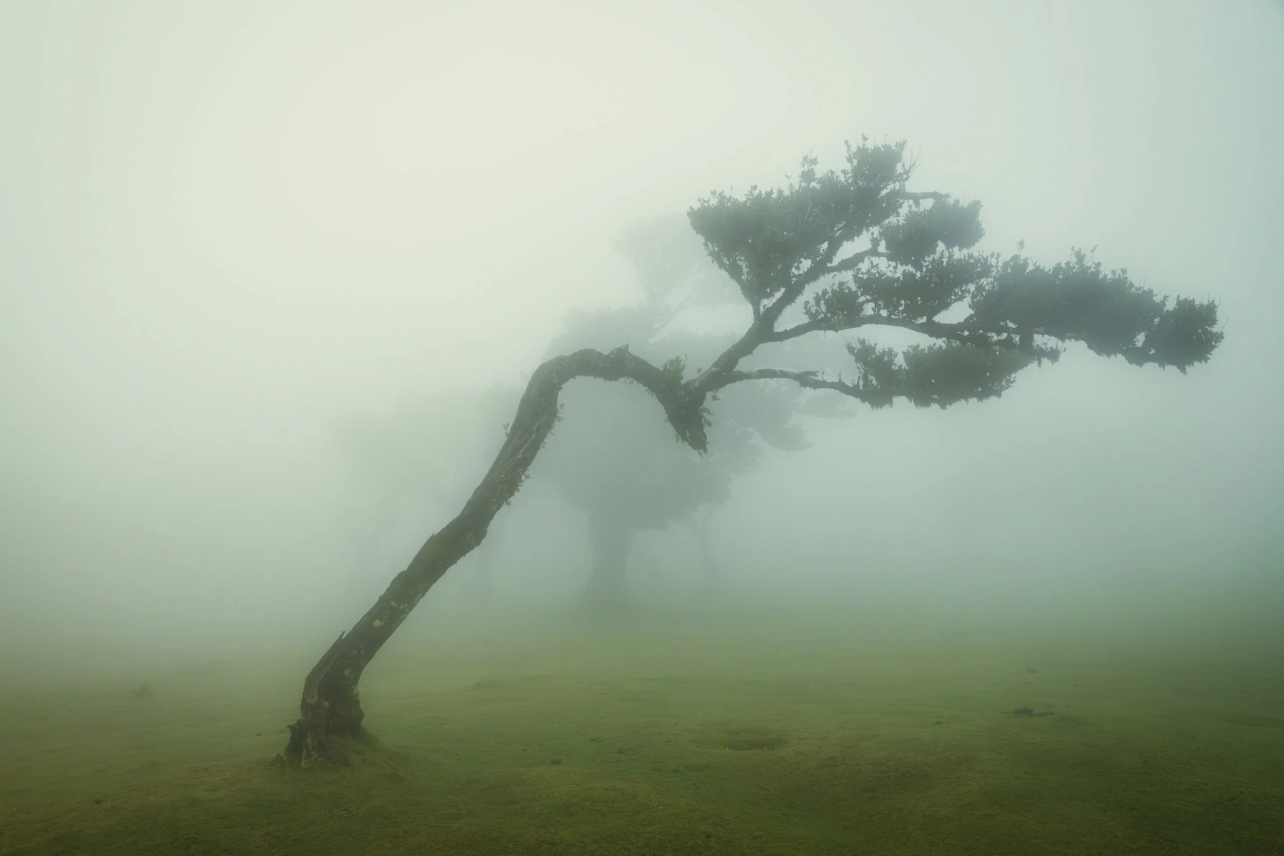 Madeira 2026-78.jpg
