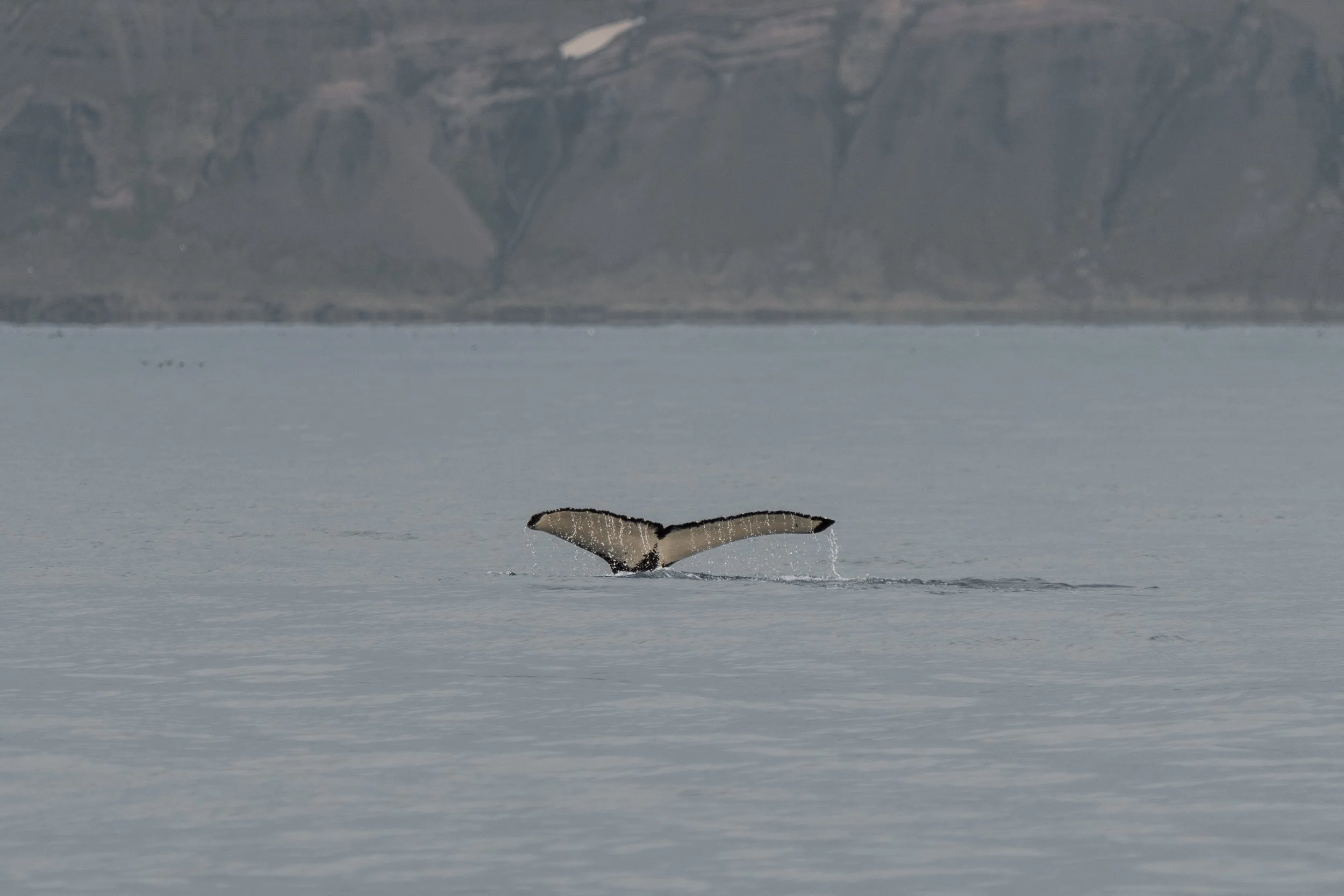 Island 2026-83.jpg