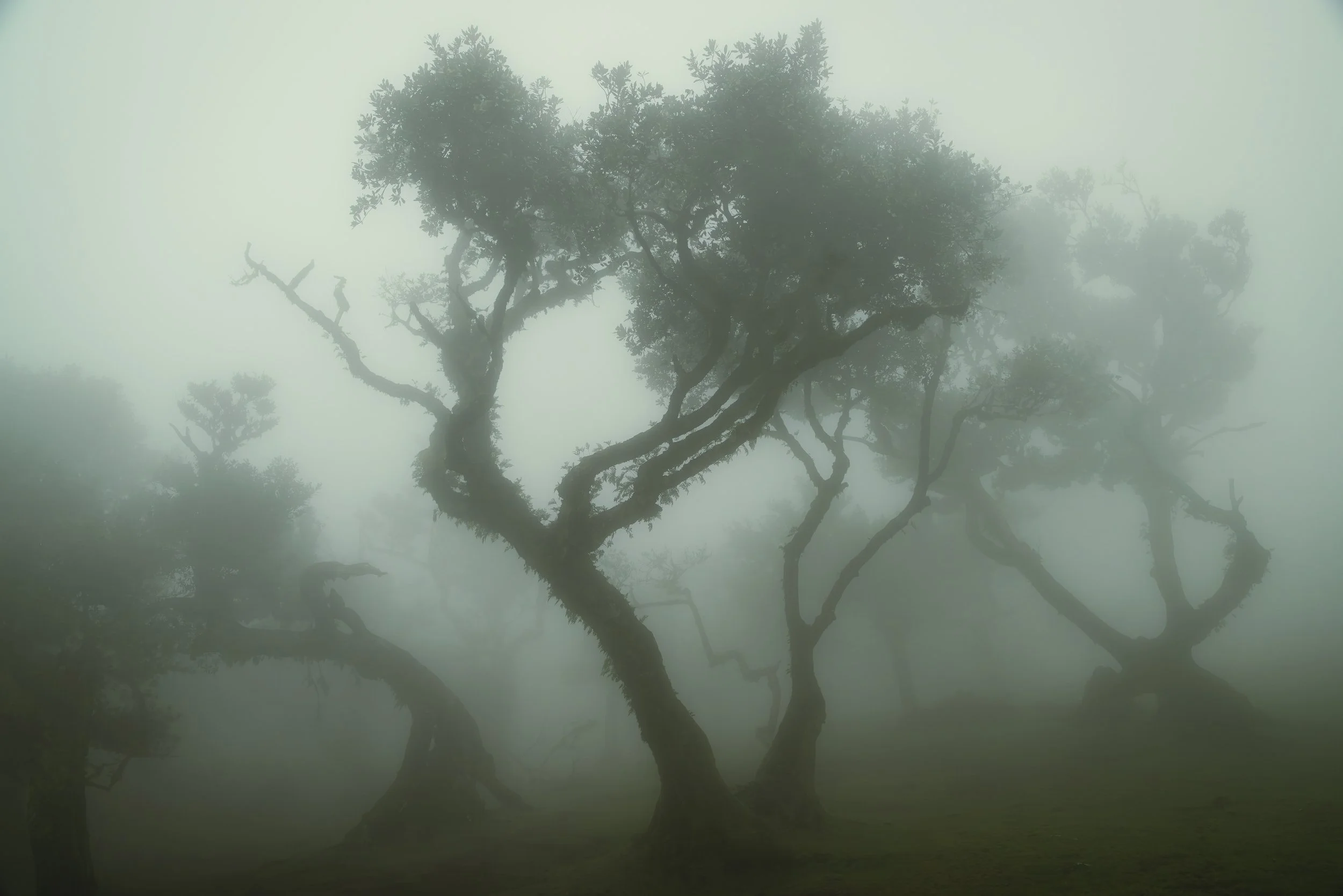 Madeira 2026-76.jpg