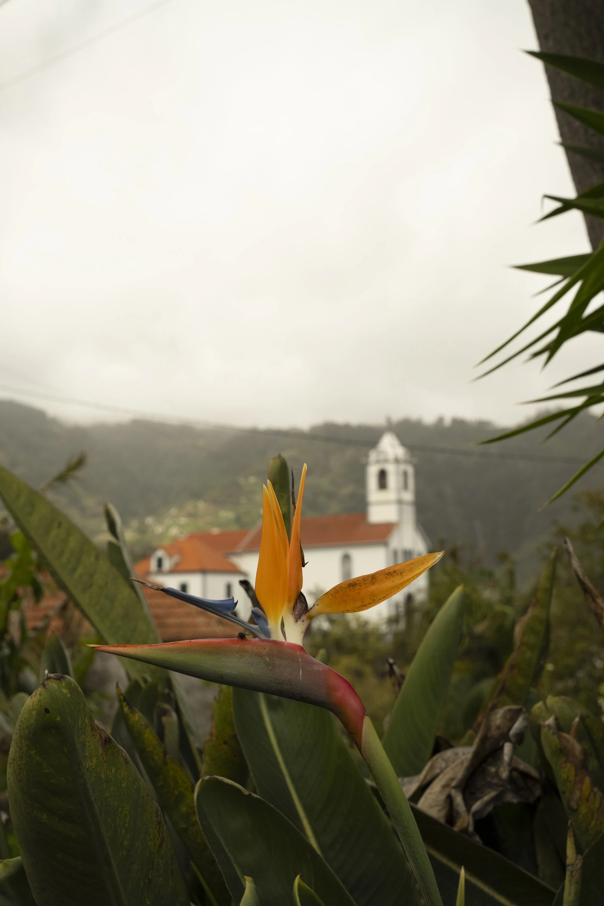 Madeira 2026-36.jpg