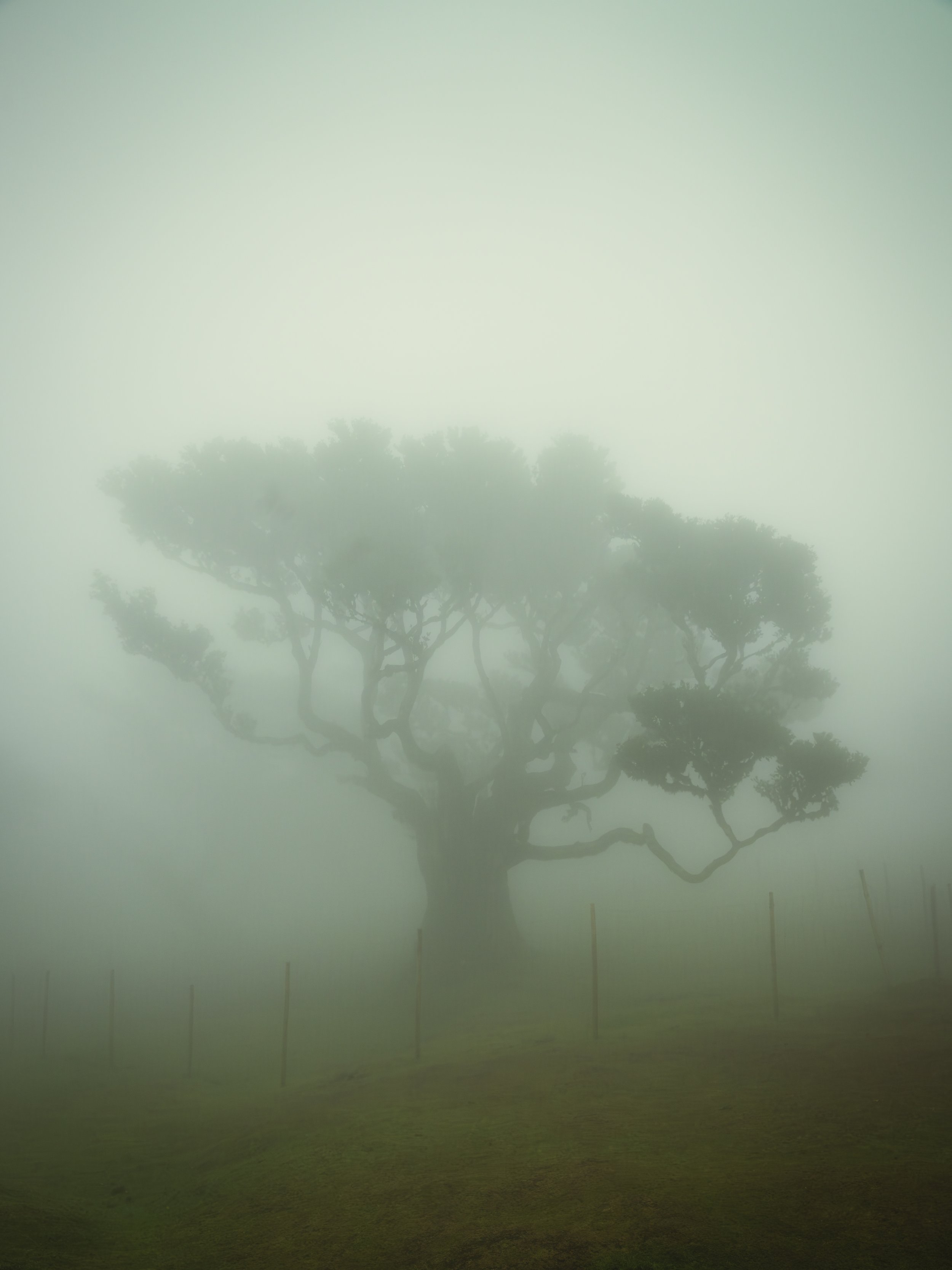 Madeira 2026-75.jpg