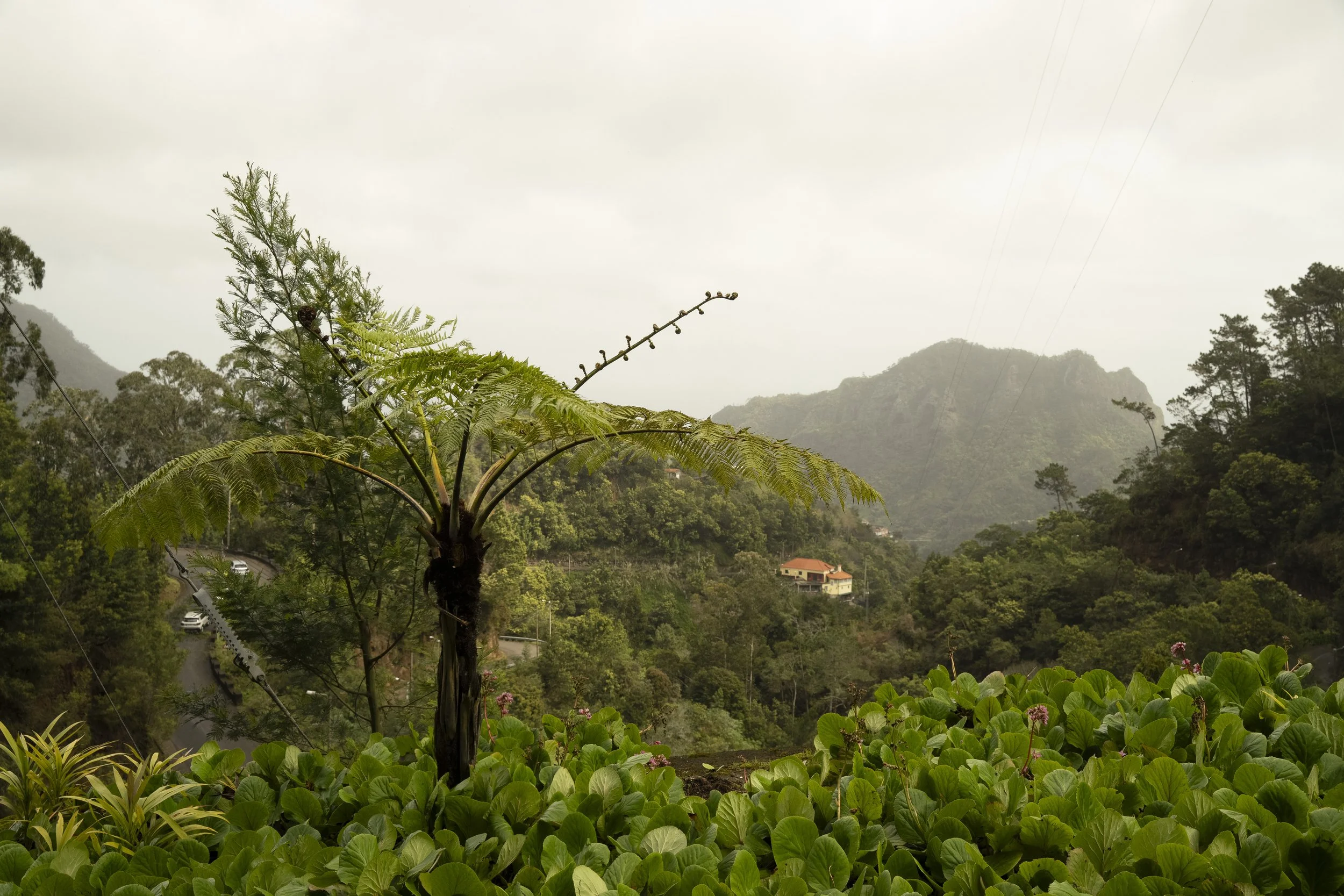 Madeira 2026-32.jpg