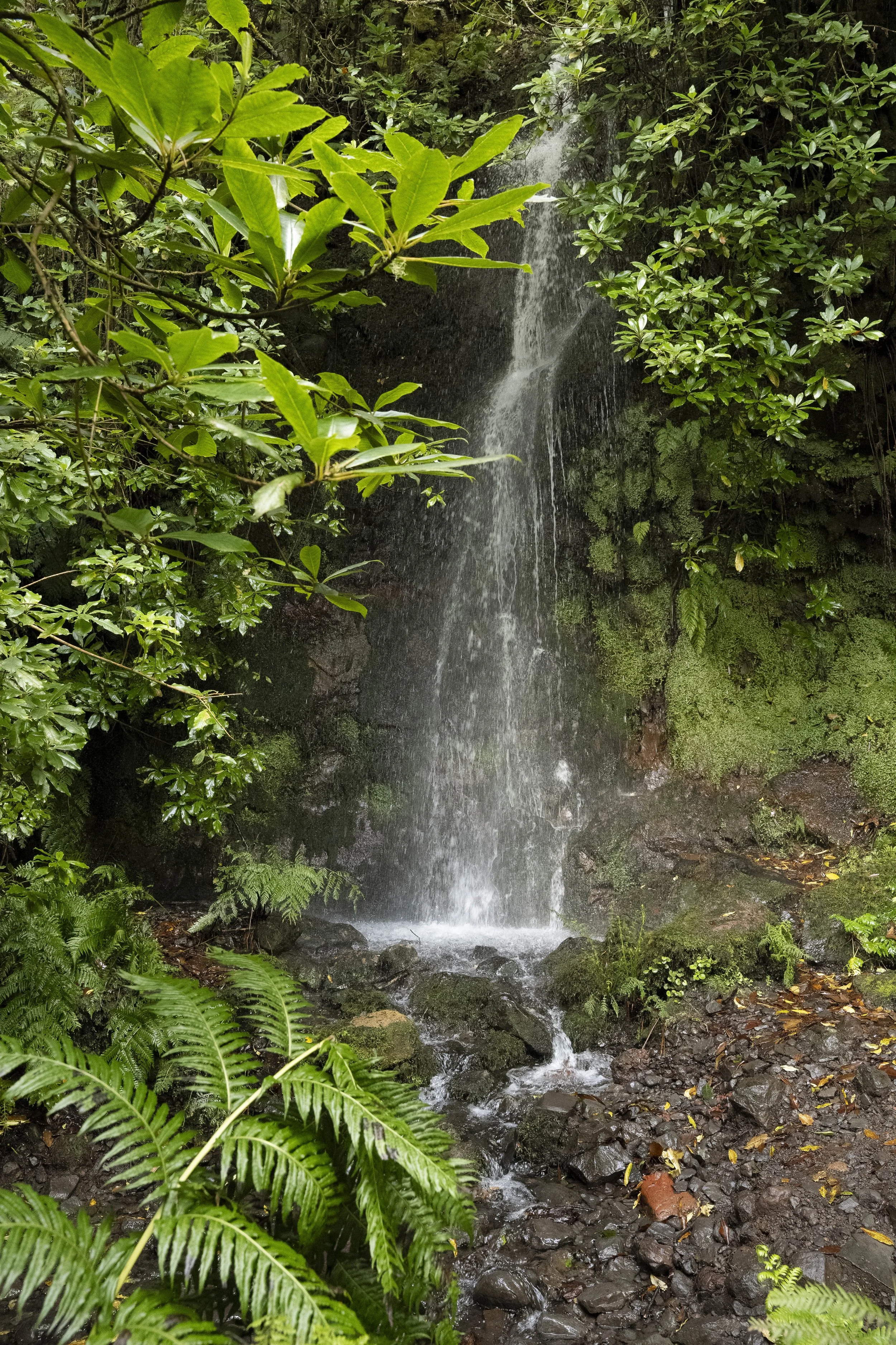 Madeira 2026-56.jpg