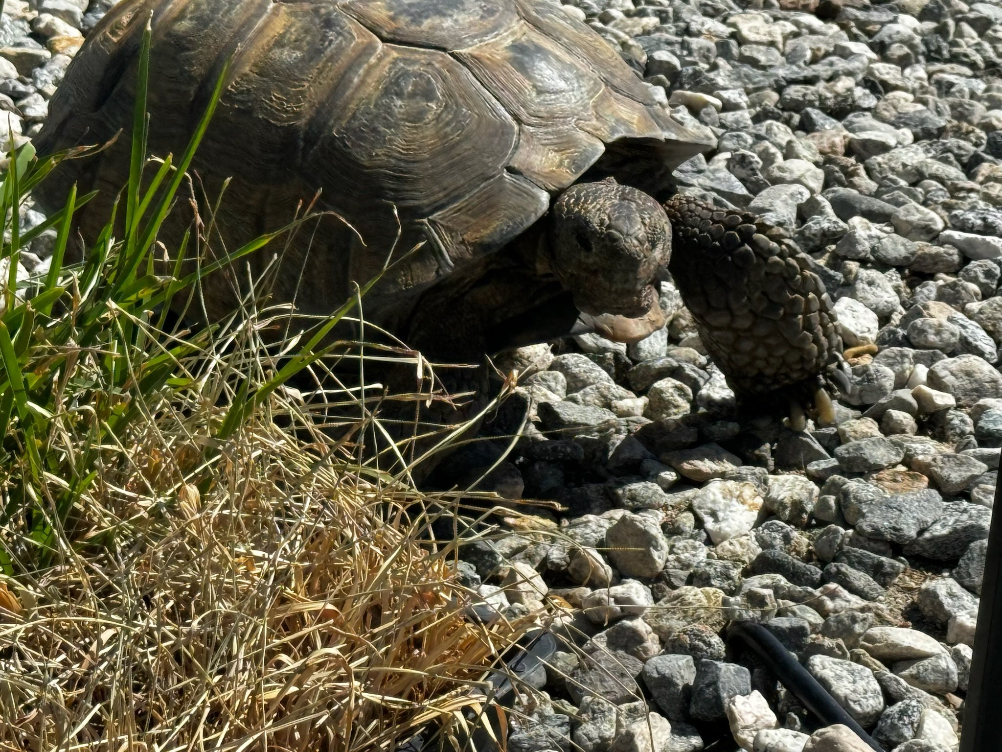 Josecíto enjoying some grass