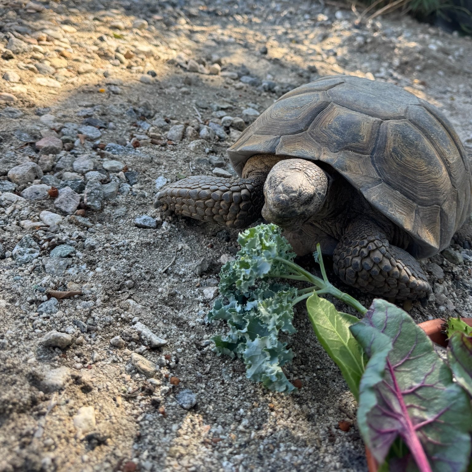 Josecíto having some fresh greens