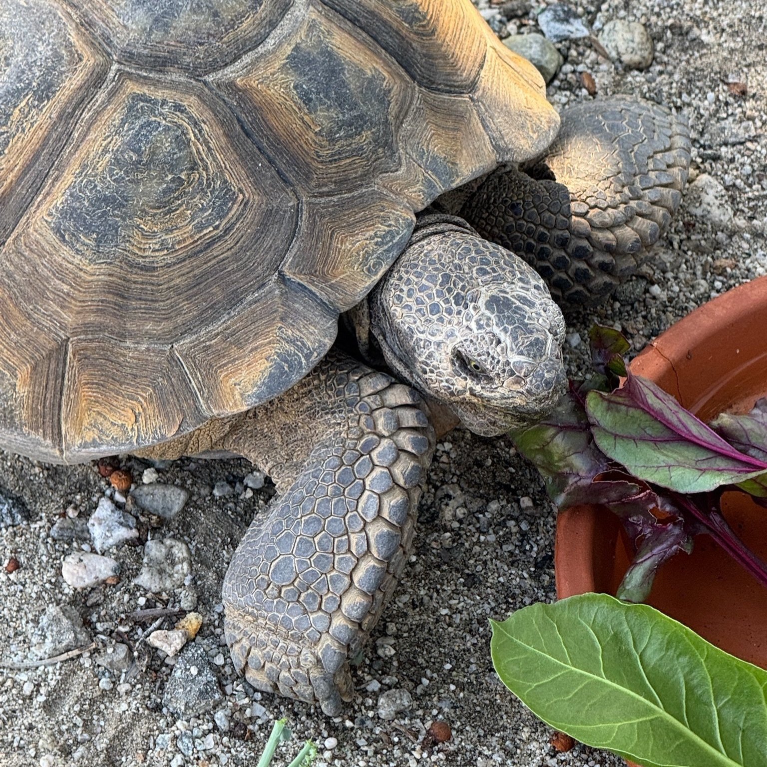 Josecíto having some fresh greens