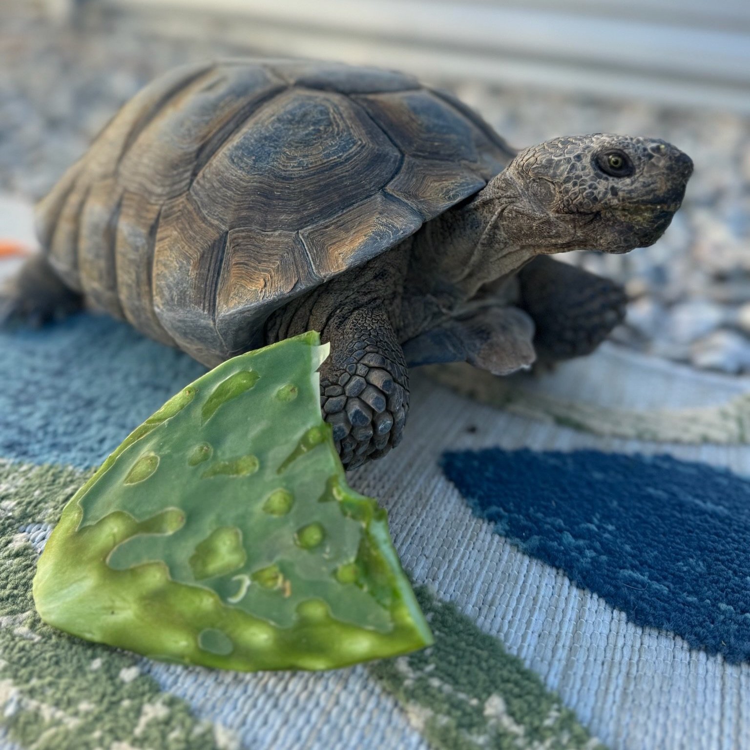 Josecíto enjoying some spineless cactus