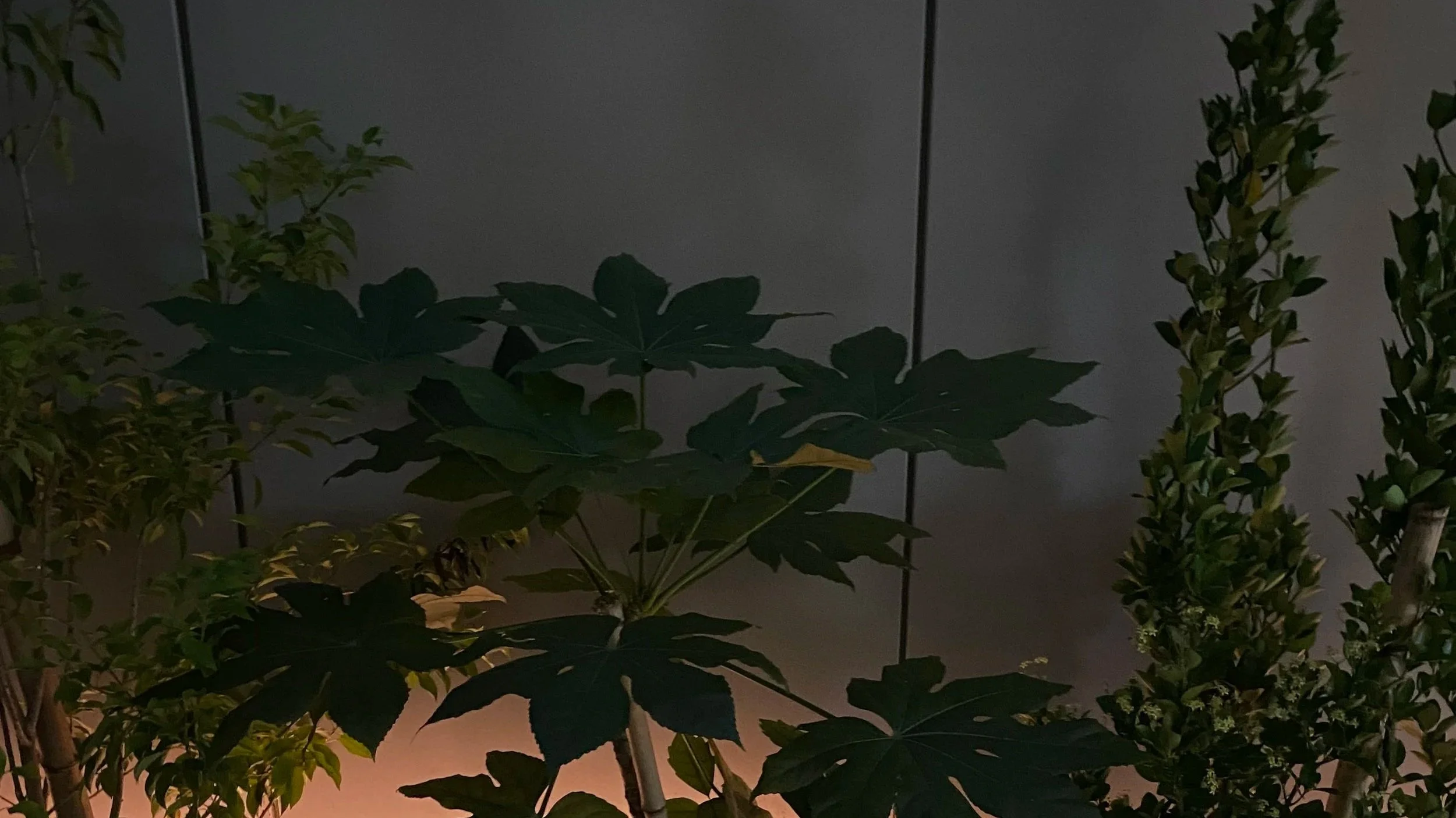 Shadows of foliage and greenery at night.