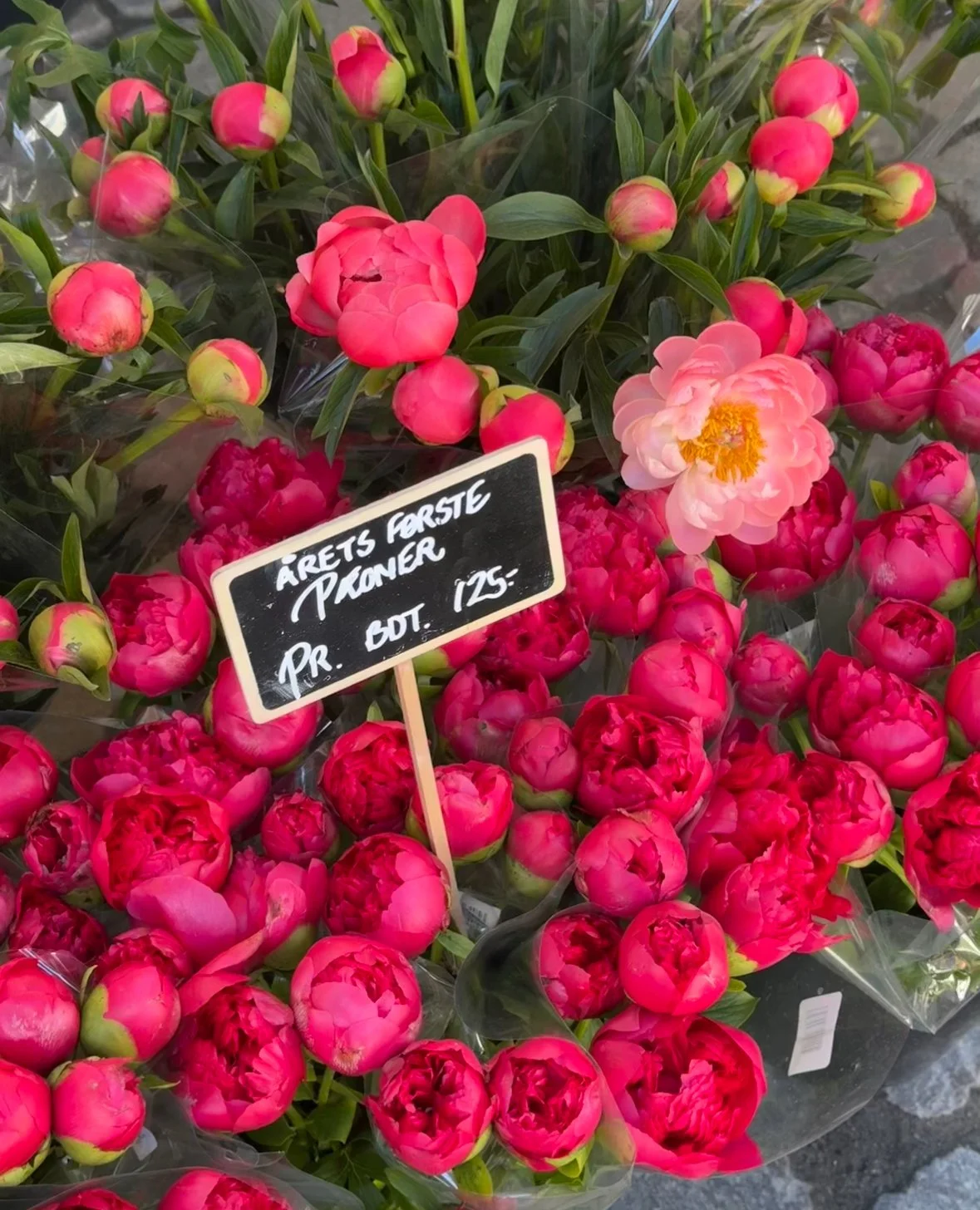 sunset coral peony