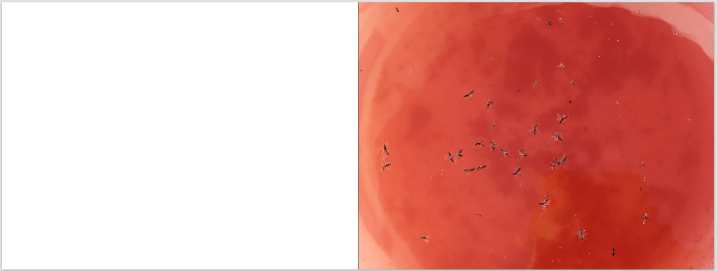 Screenshot 2026-01-19 at 8.46.42 PM.jpeg