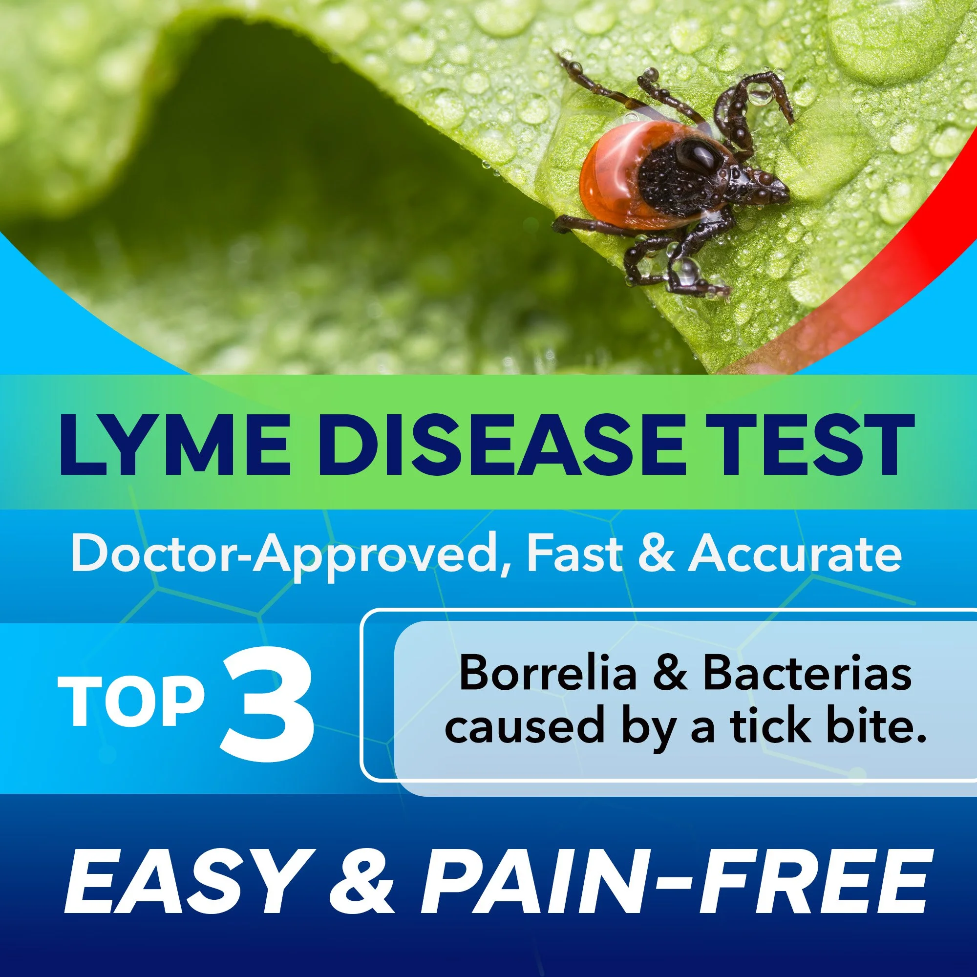 Promotional image for a Lyme disease test featuring a tick on a leaf, with text highlighting it as doctor-approved, fast, and accurate. Mentions testing for Borrelia and bacteria from tick bites, and emphasizes it as easy and pain-free.