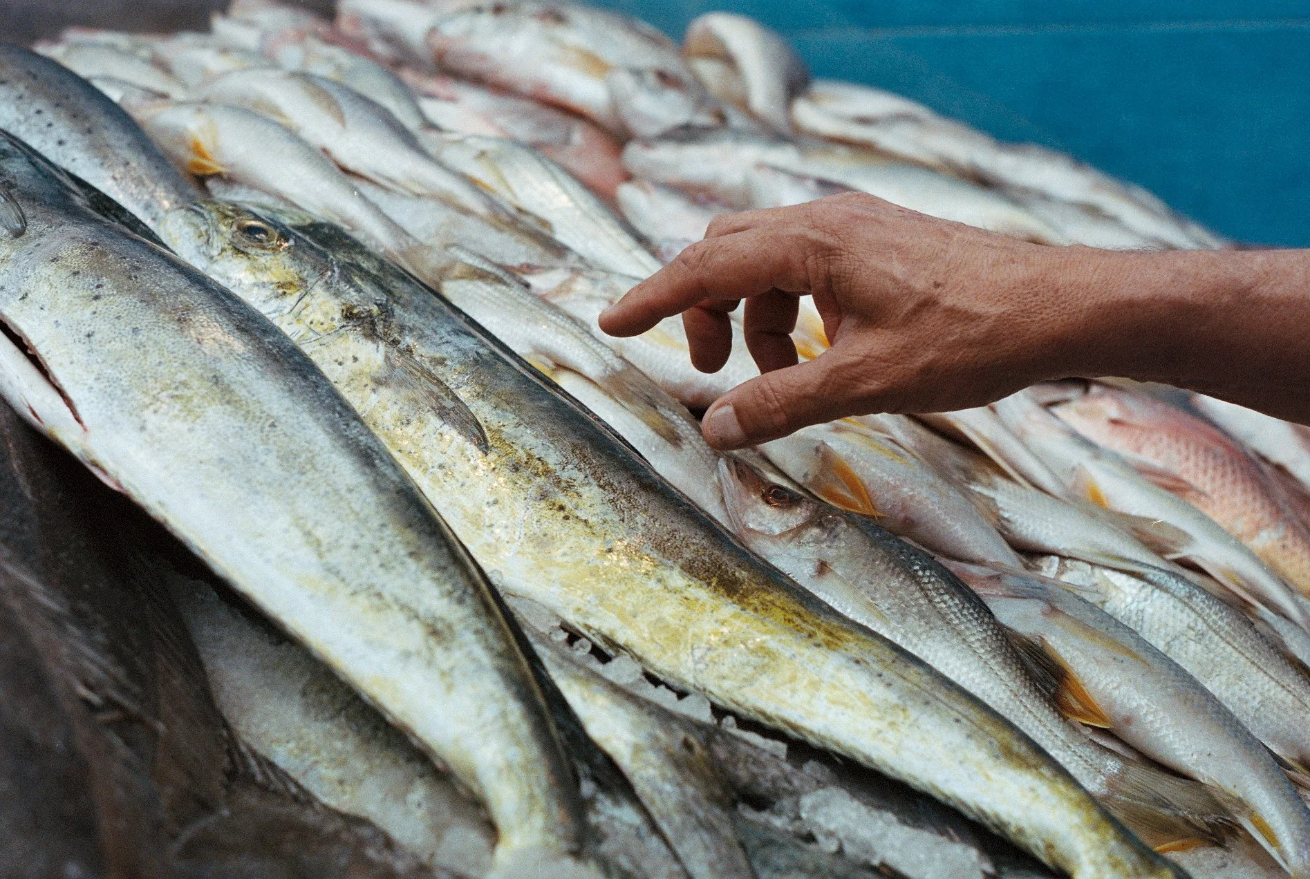 Mercado del mar, 2022.