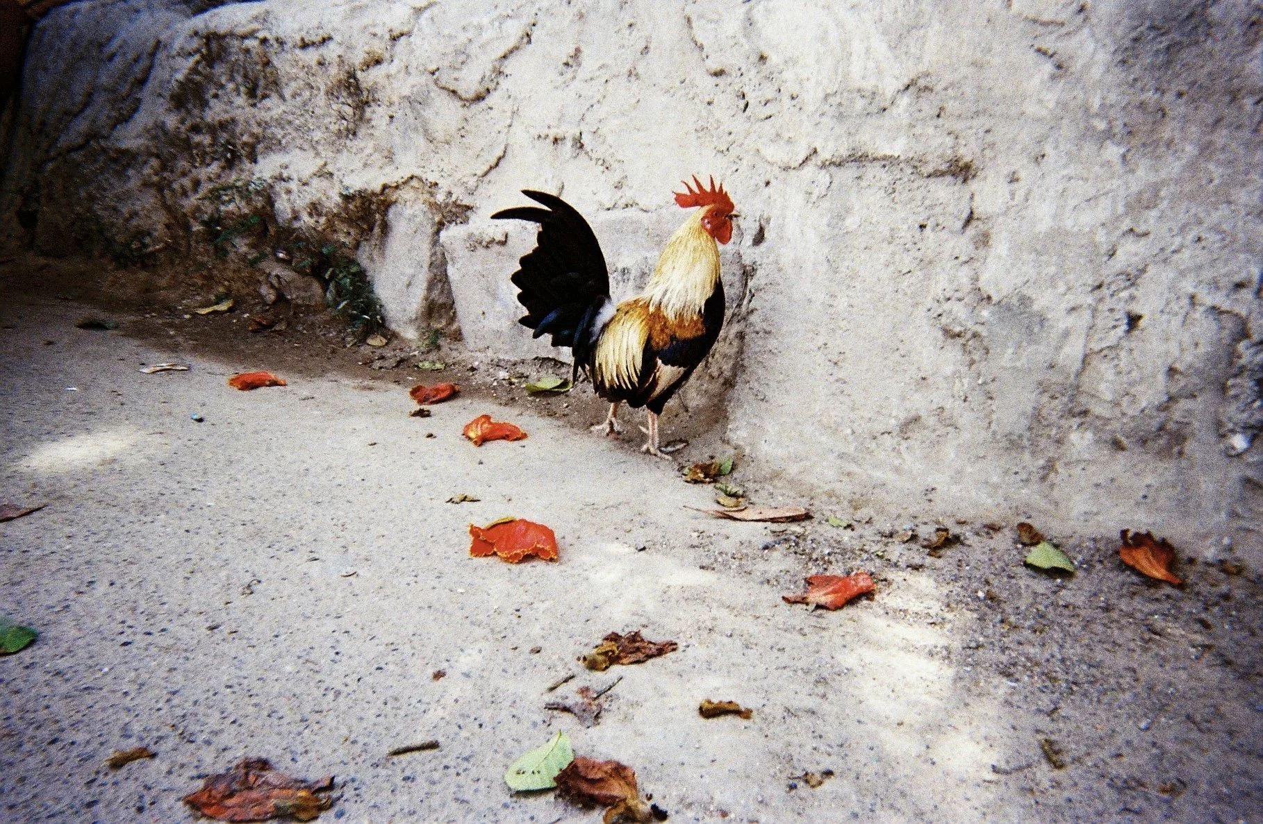 Sayulita, 2022.
