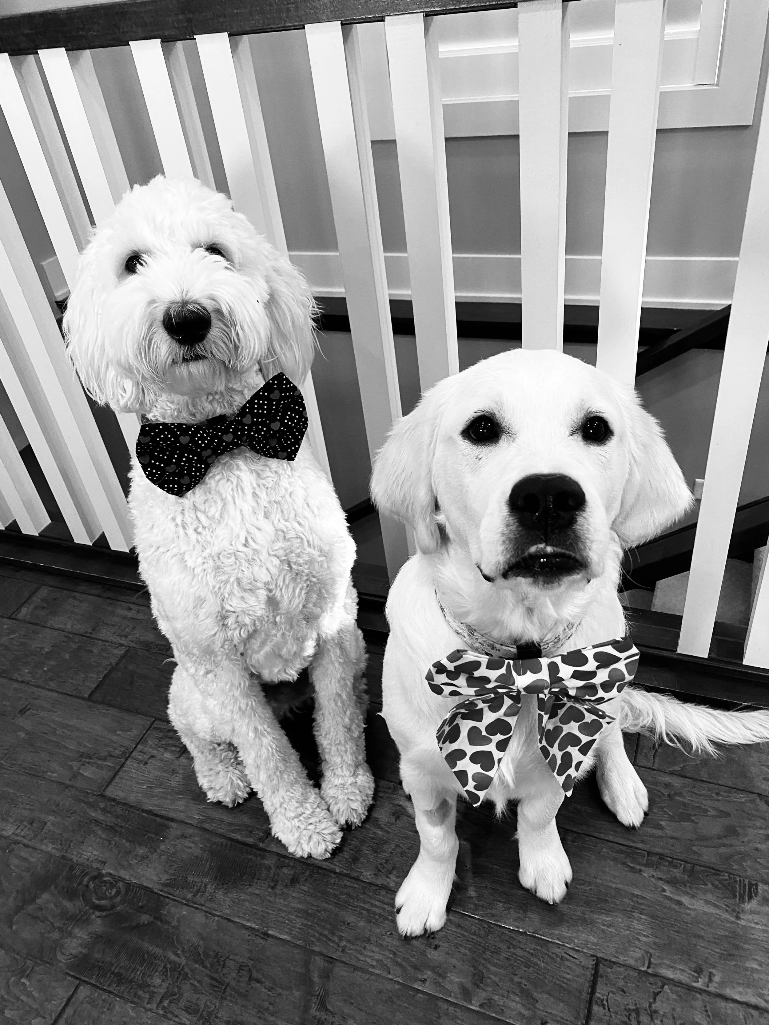 Golden Doodle and Golden Retriever