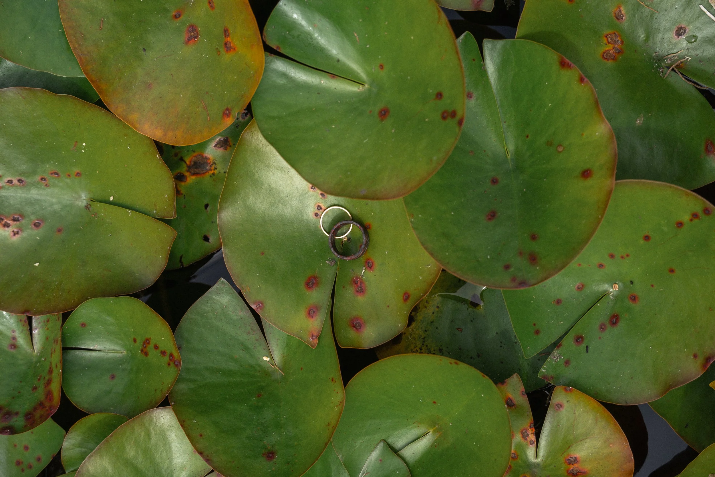 Weddings and Elopements