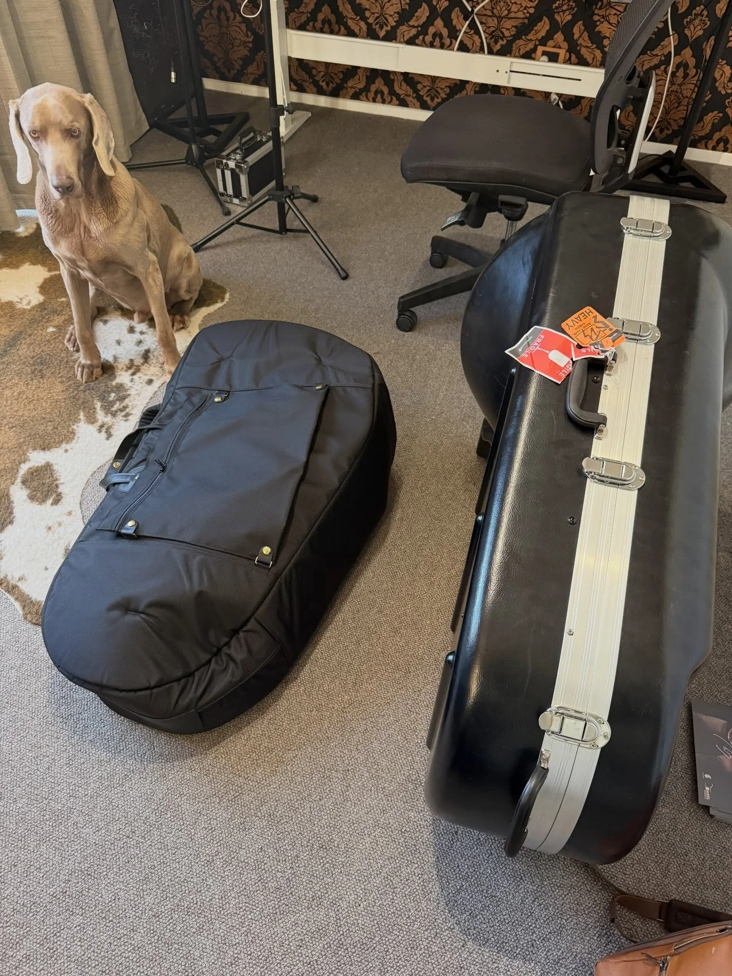 Once deciding to get a gig bag after years and years without one and then ordering it from @glenncronkhitecustomcases for my @eastmanwinds EBE853 - I&rsquo;m pleased it has arrived and I couldn&rsquo;t be happier. Well constructed, very nice material