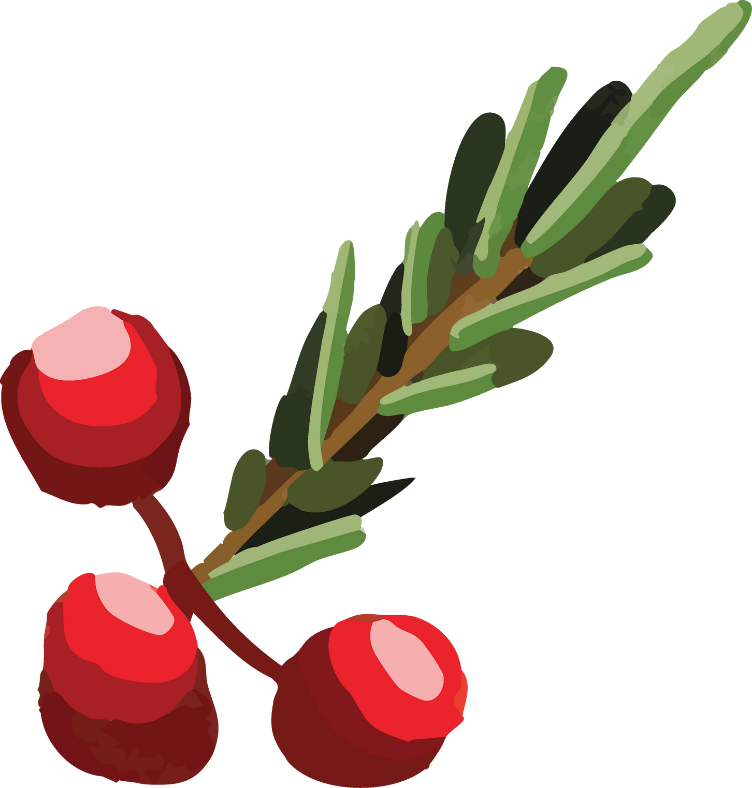 Illustration of a sprig of red berries with green leaves and small green needles.