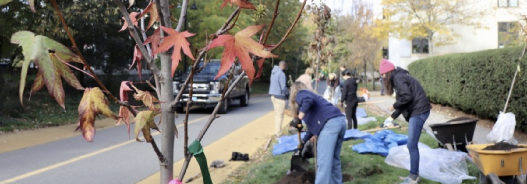 Tree Planting at Vernon St, Somerville