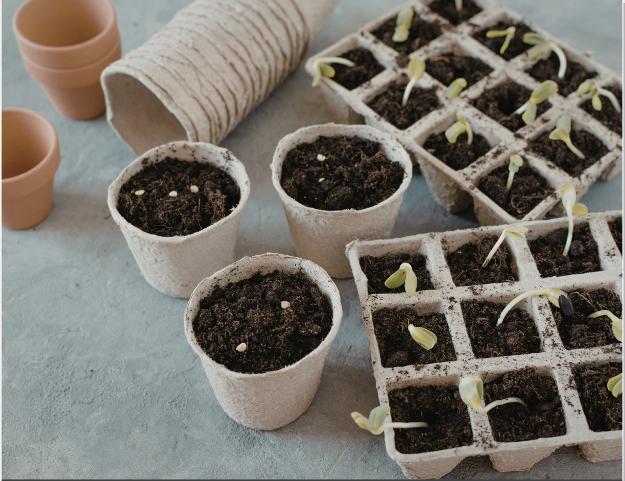 Plant a Seed &amp; Grow Something!