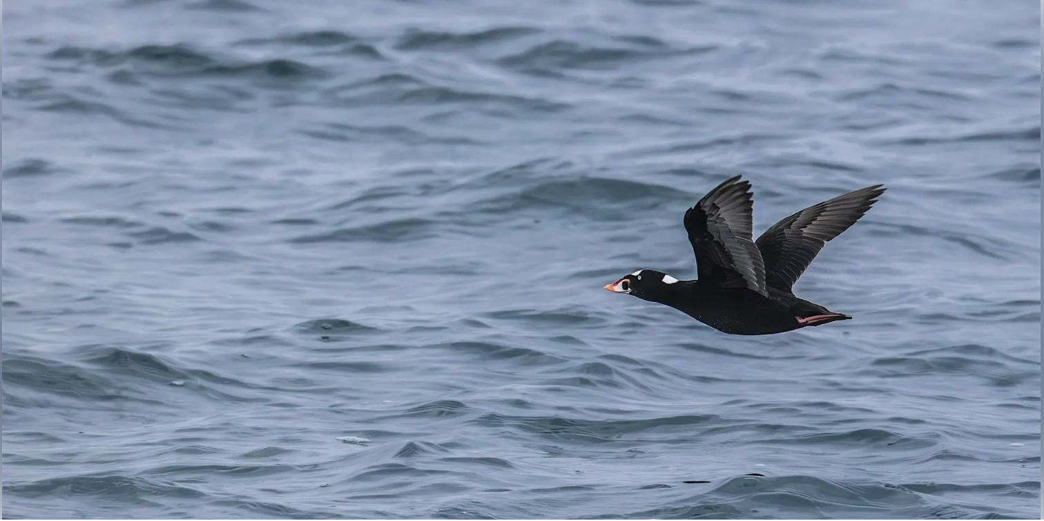 BIPOC Birding Cruise