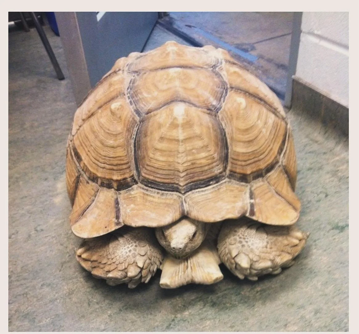 Half way through July! Keep up the positive vibes 🐢