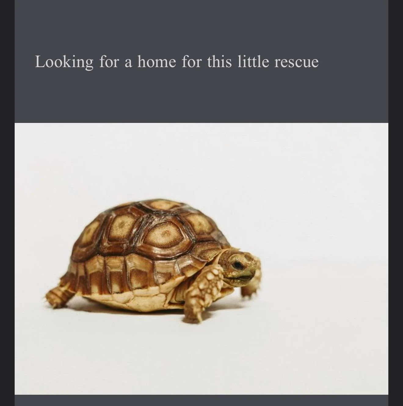 Looking for a new home for this rescue. Local pick up only. Small rehoming fee applies.