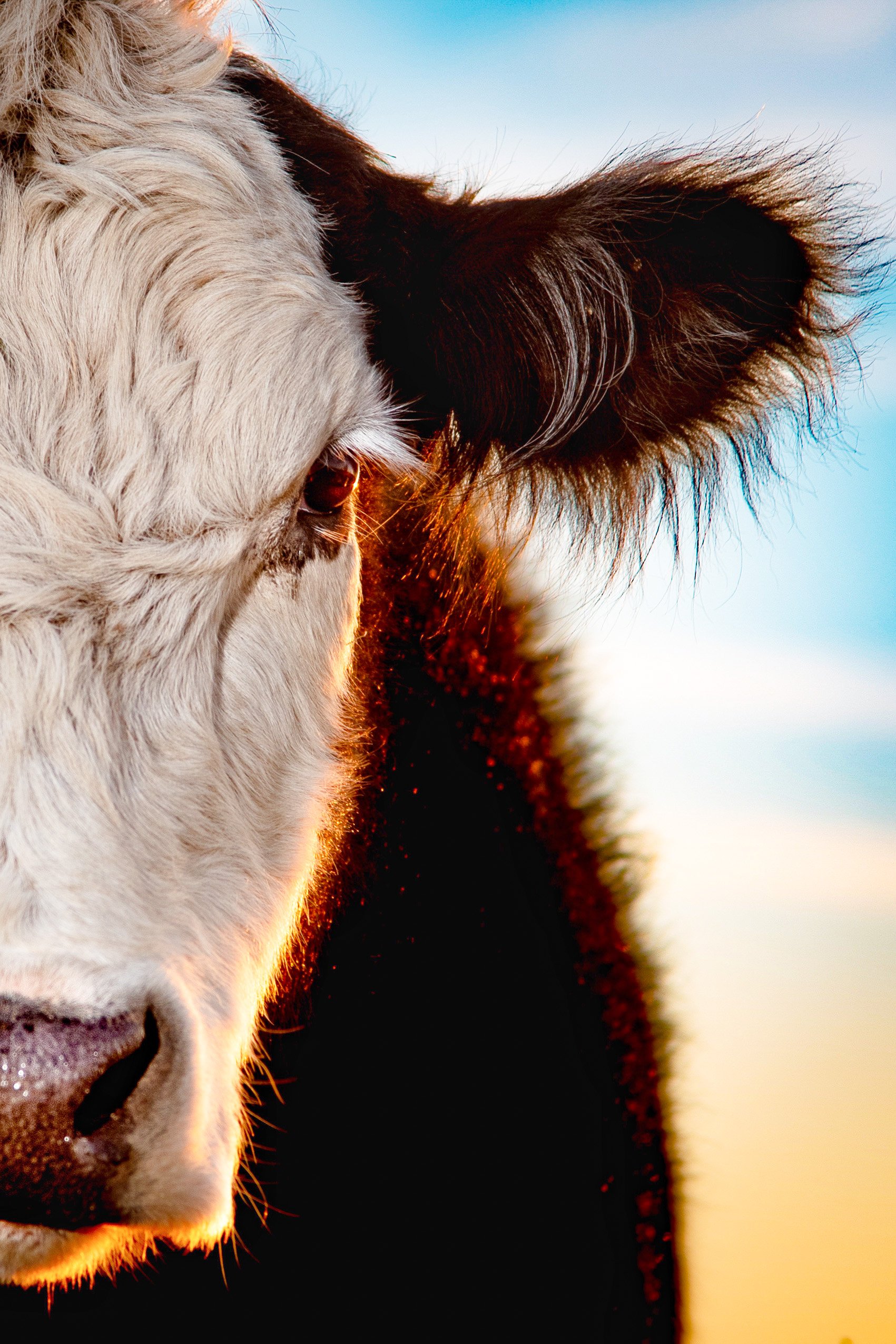 How To Price Beef for Online Sales