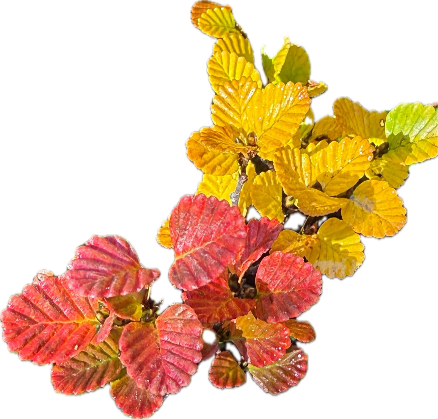 Autumnal leaves in red, yellow, and green colors arranged on a branch.