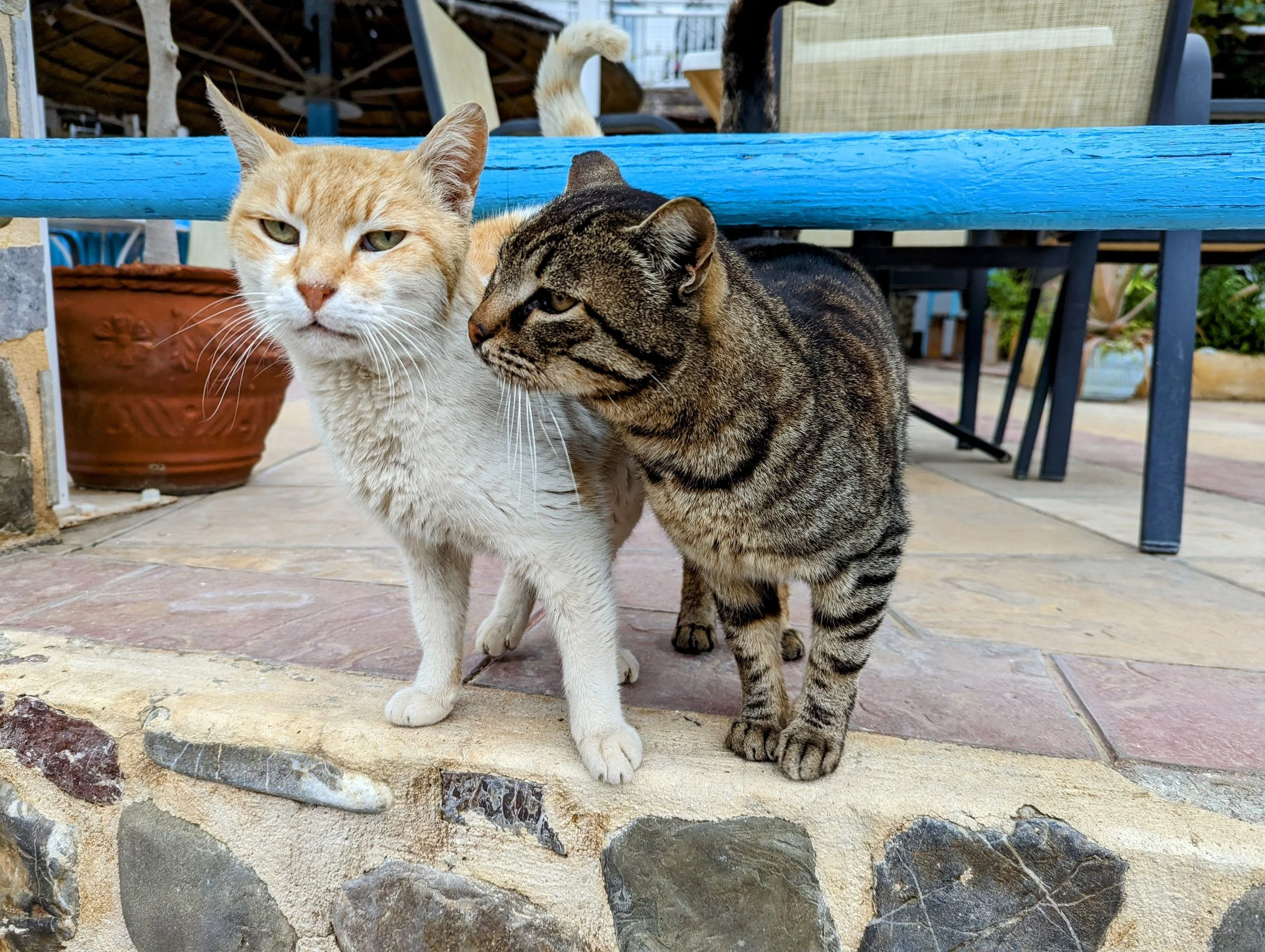 Cats in Greece Are Everywhere — Here’s Why (And What Tourists Should Know)
